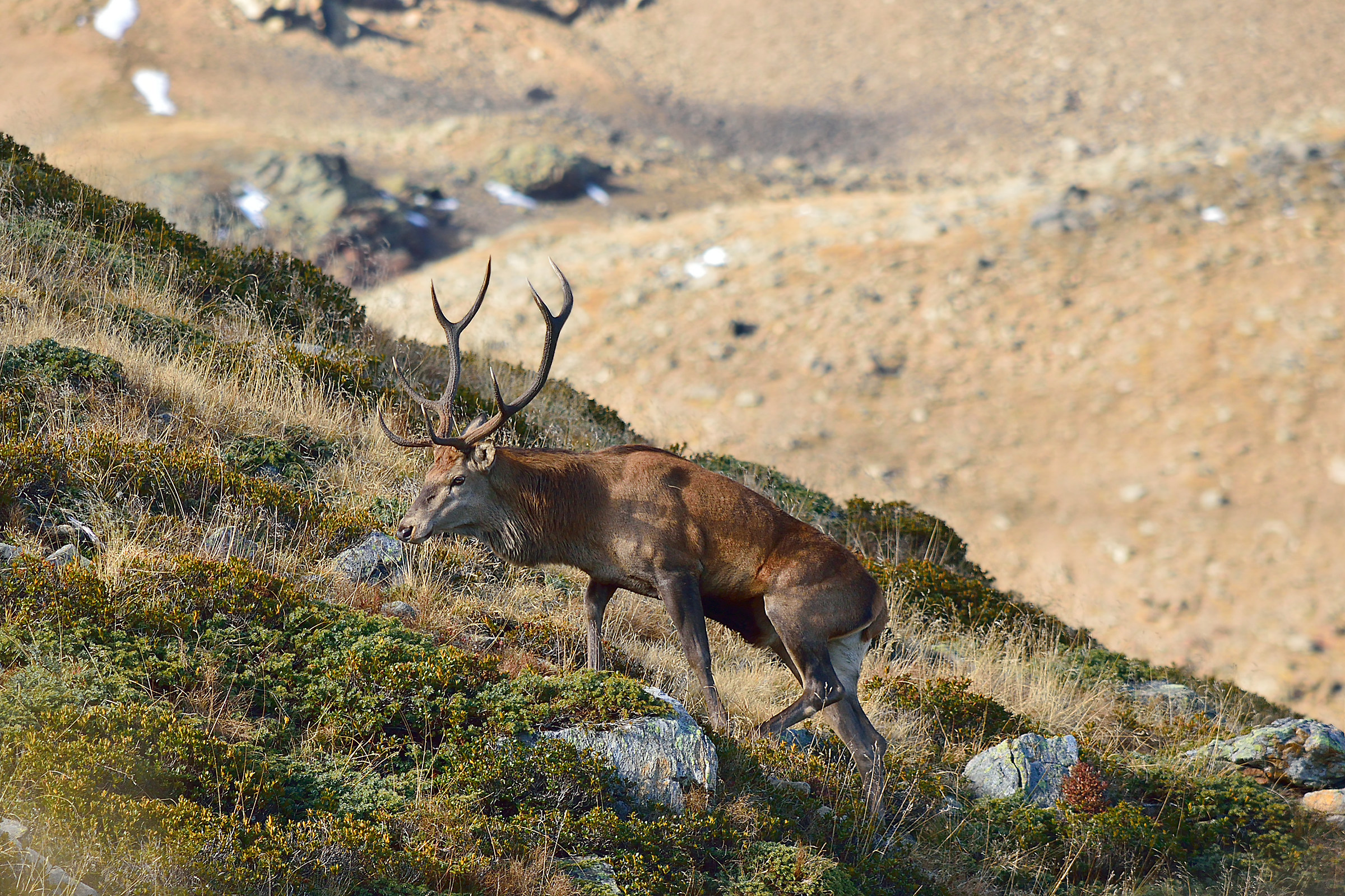 Cervo in alta quota