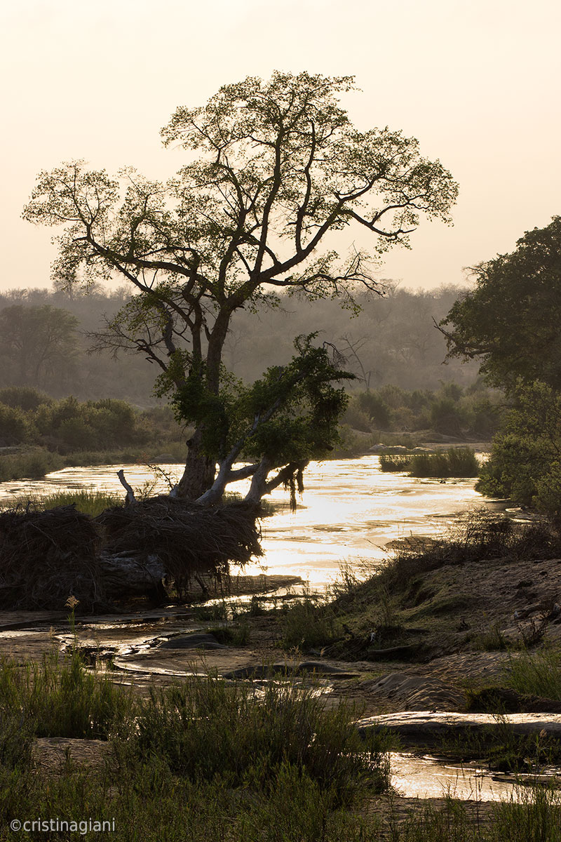 The golden river - Sunrise at Kruger