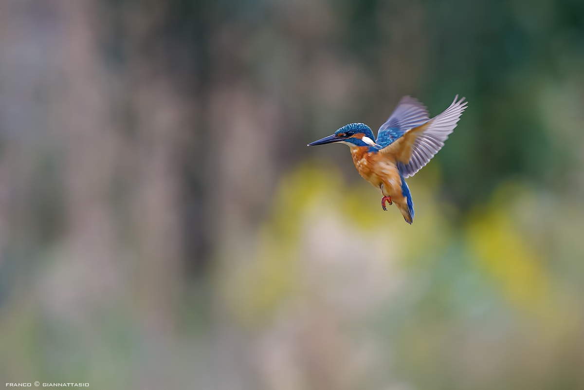 Kingfisher in holy spirit.