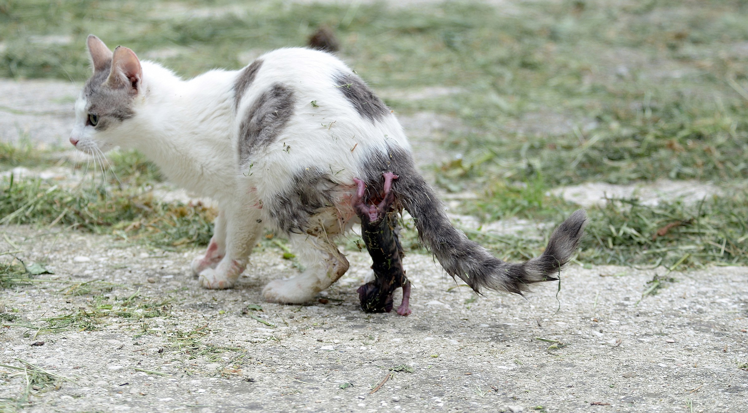 Un parto difficile...