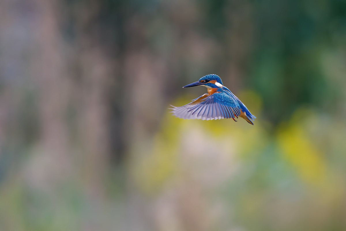 Martin Pescatore in spirito santo.