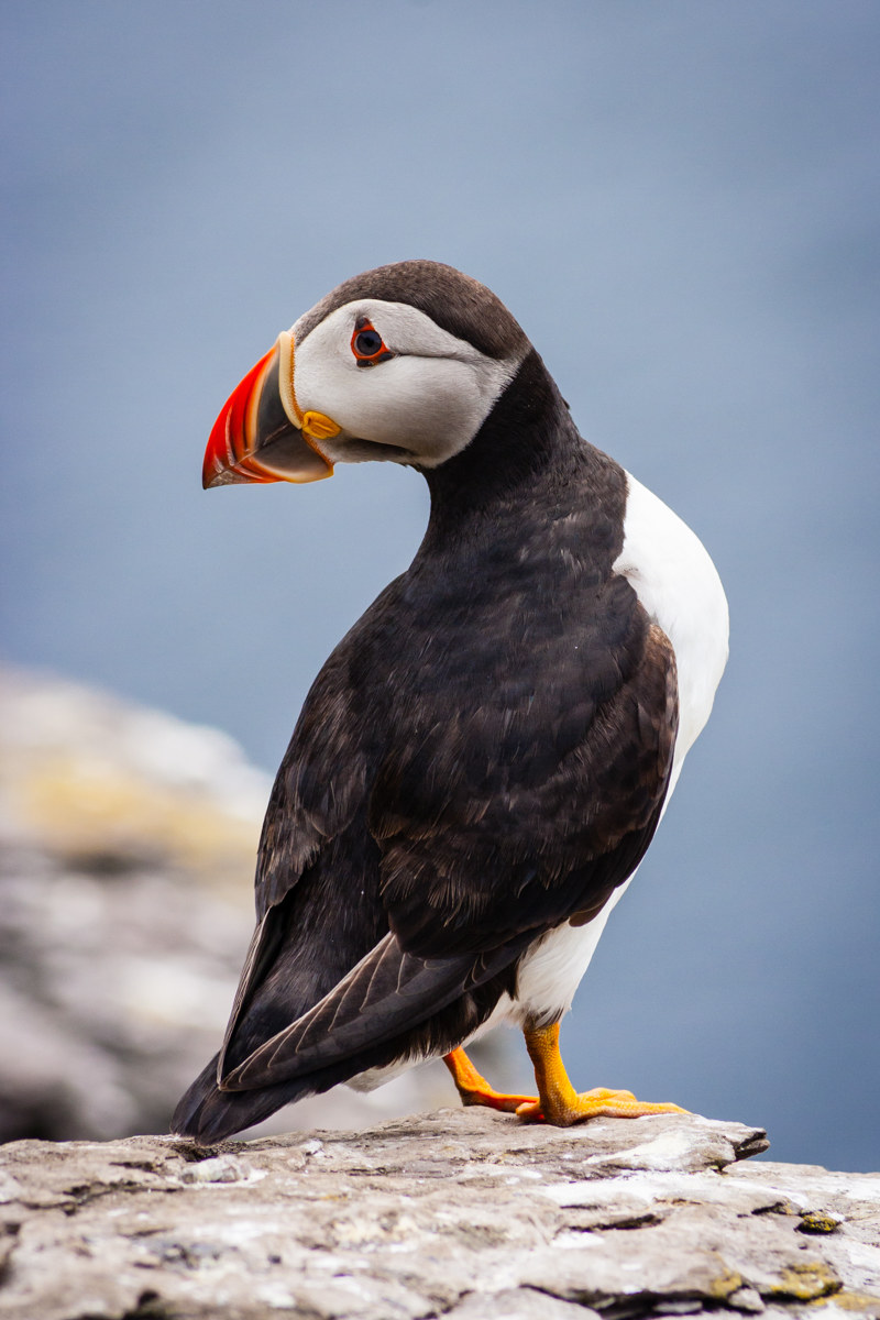 Portrait puffin