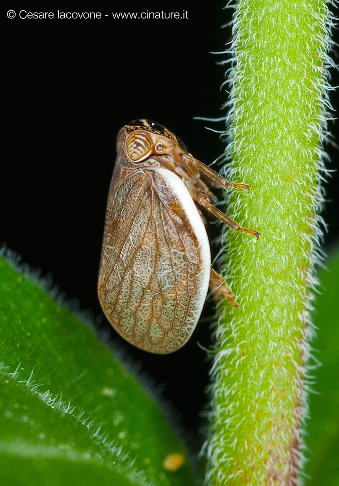 Hysteropterum sp.