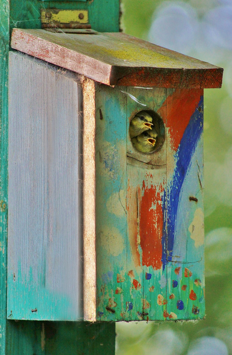 Gli uccellini nella casetta-nido (Cinciarella)