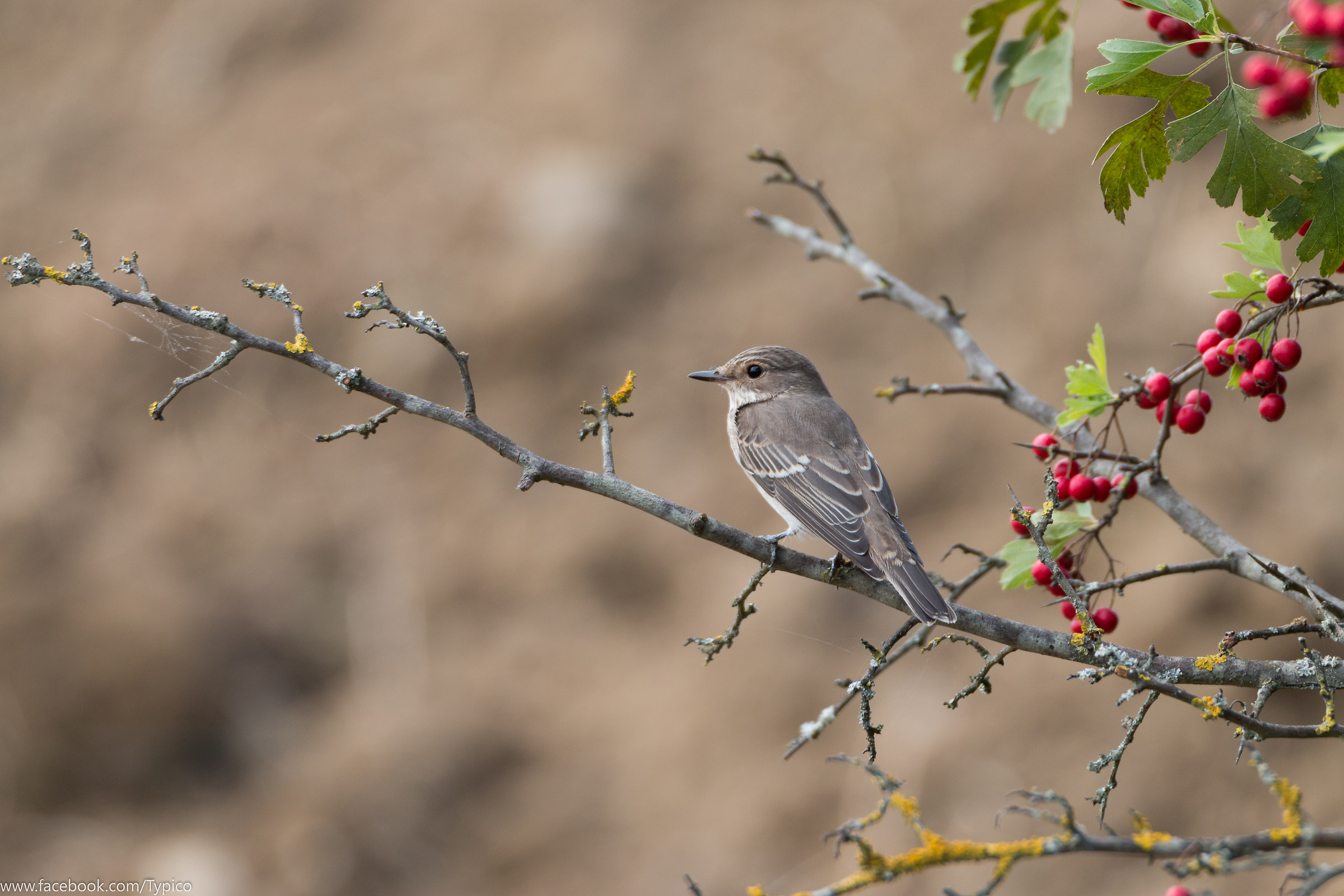 Muscicapa striata (Pigliamosche)