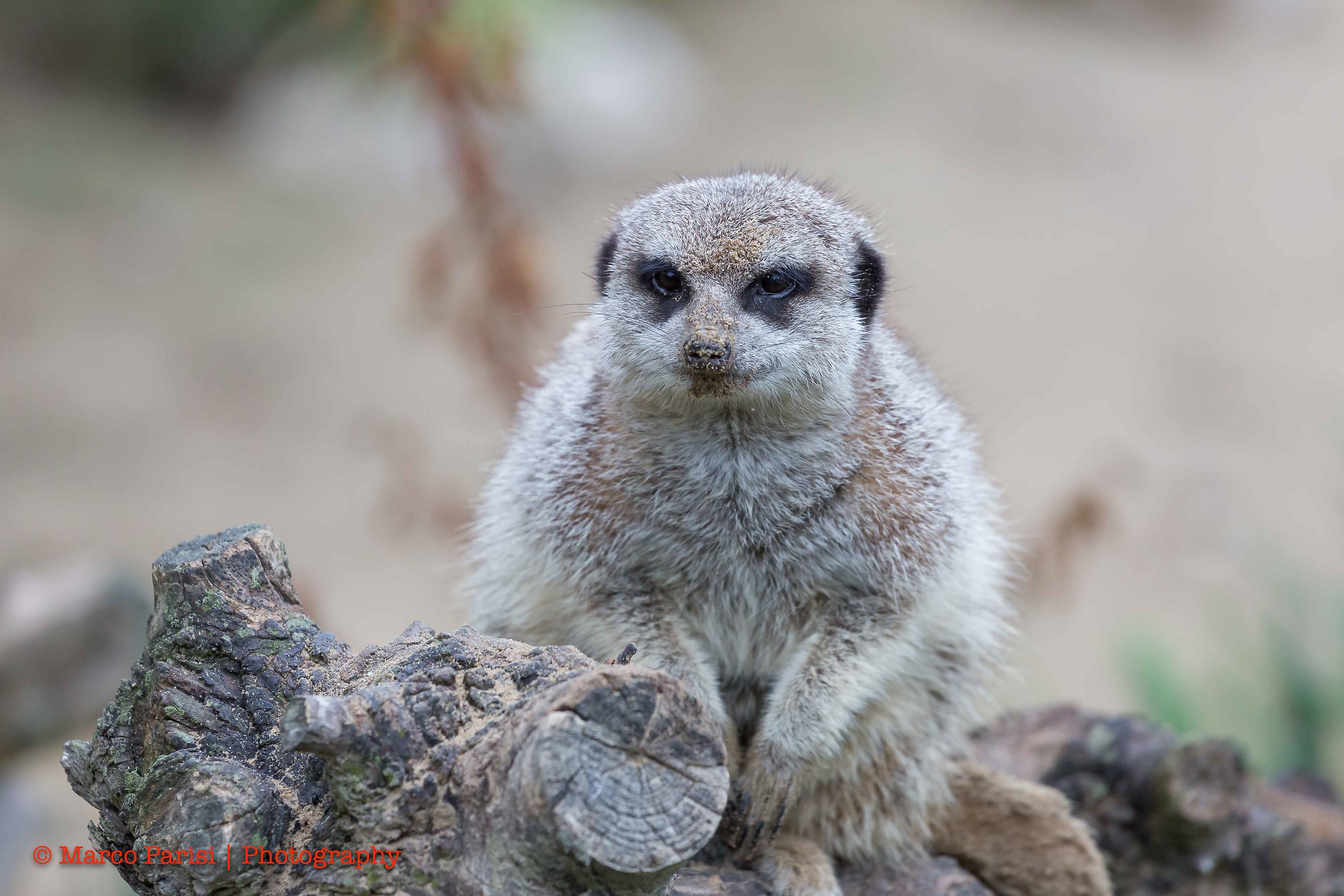 Suricato - Parco Punta Verde