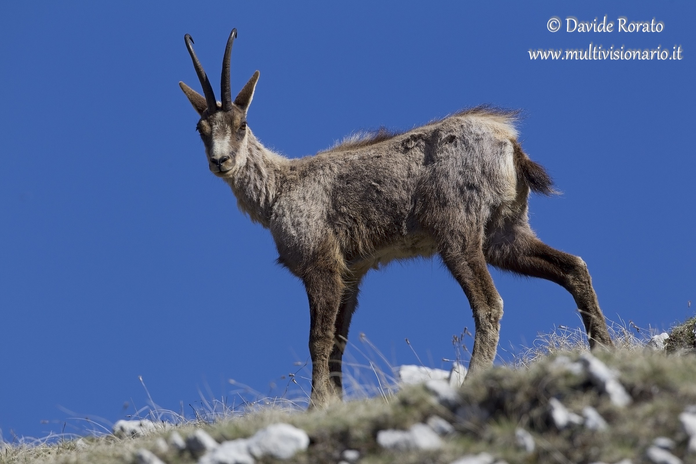Abruzzo chamois