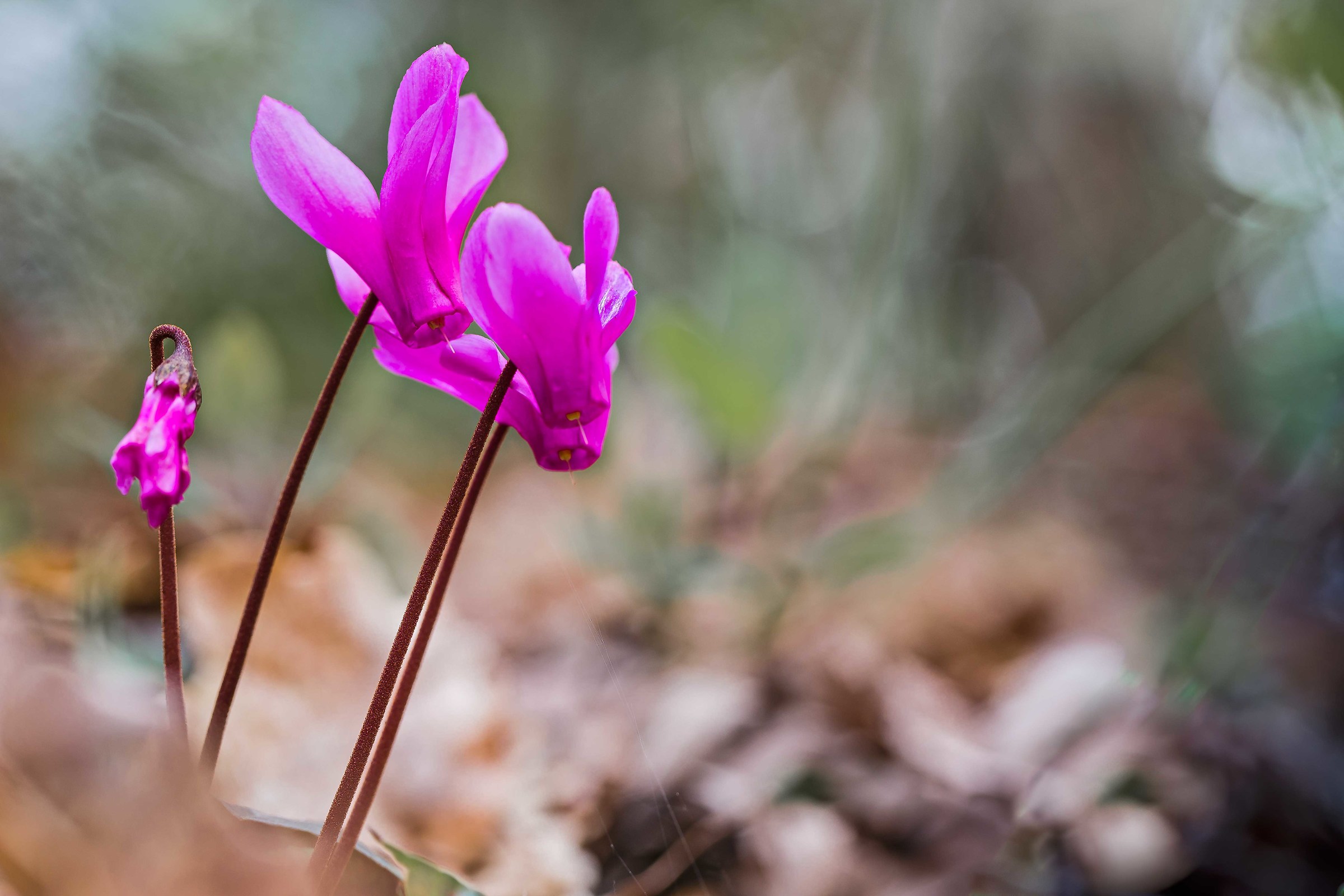 cyclamen