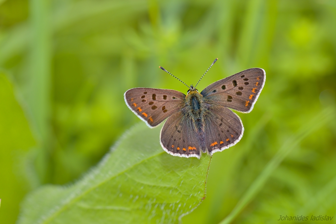 Lycaena tityrus