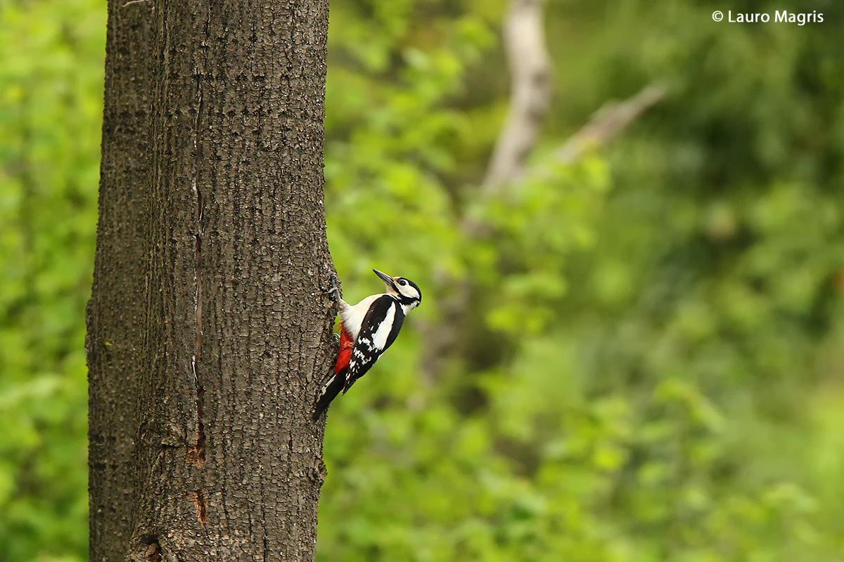 Picchio rosso ambientato