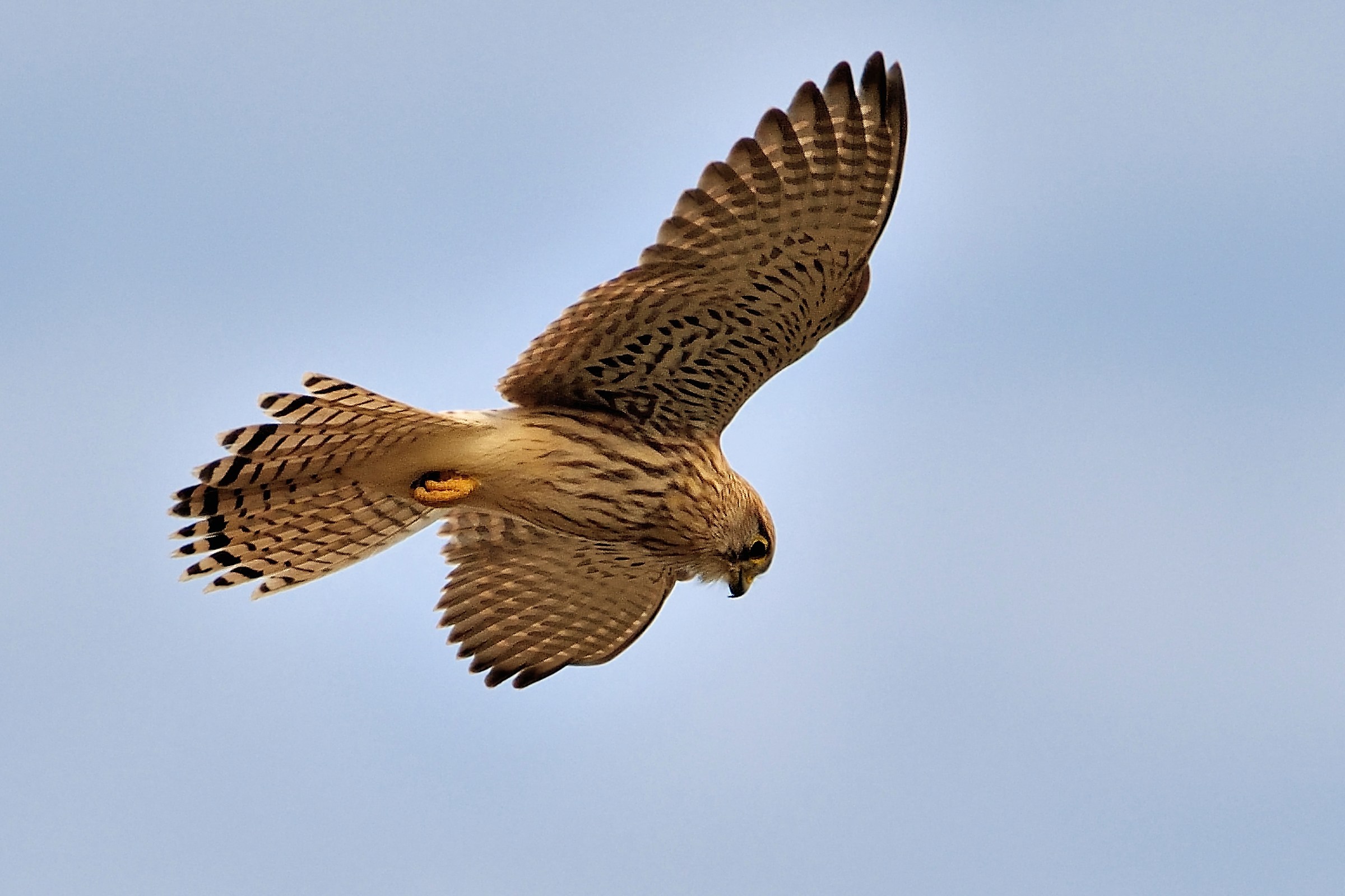 Kestrel (Falcus tinnunculus)