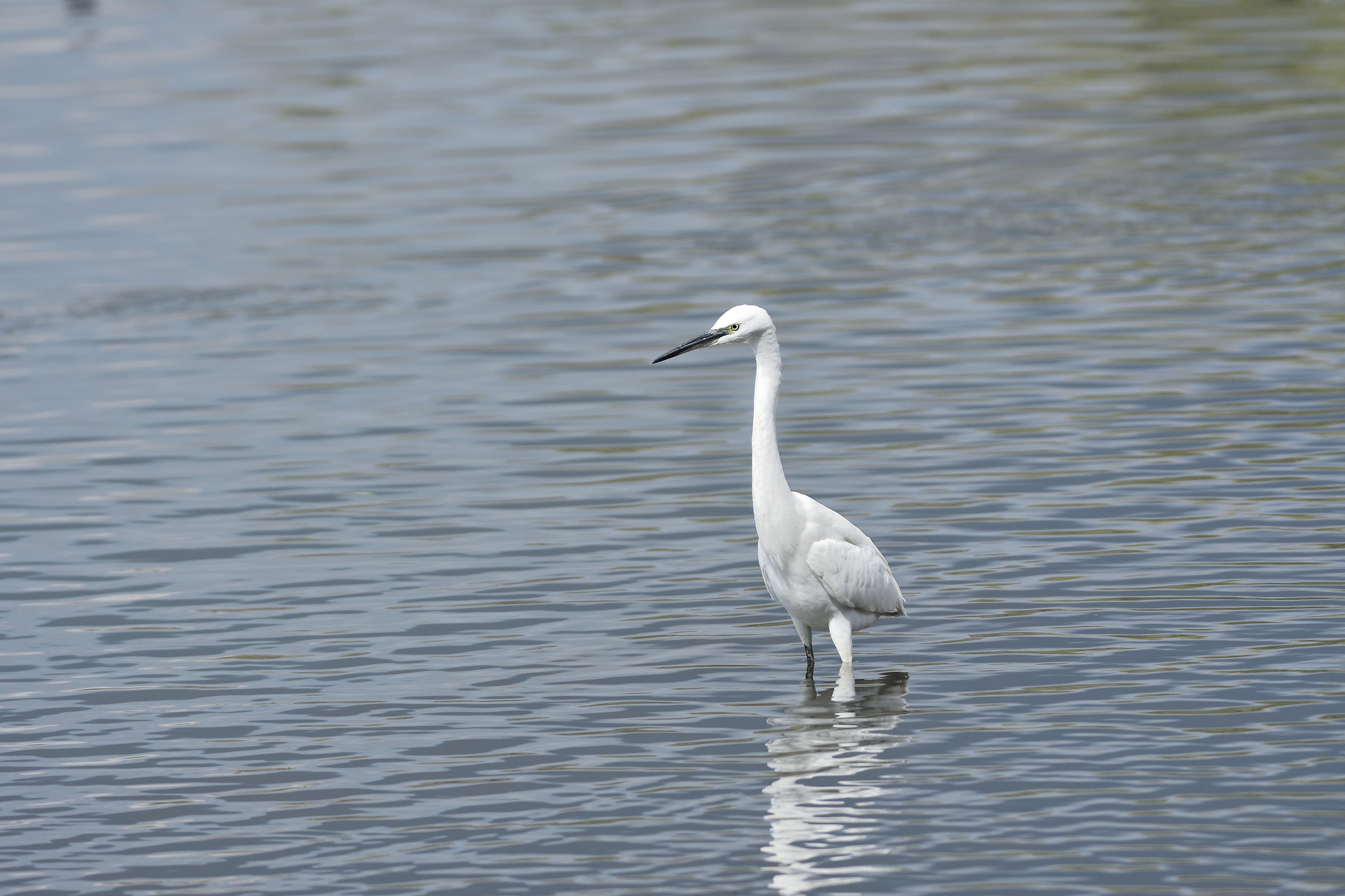 Egretta Garzetta in piena luce.