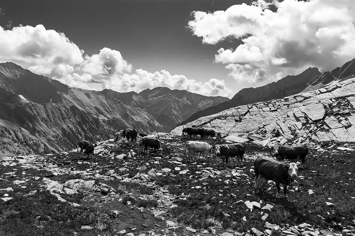Cows grazing at Colle Acque Rosse