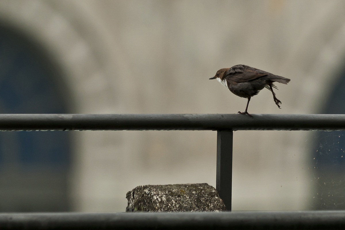Merlo Acquaiolo in stretching