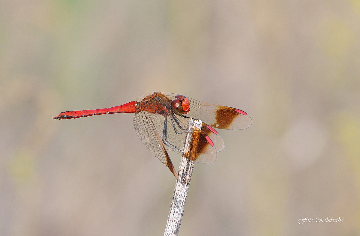 Lo smalto sulle ali...