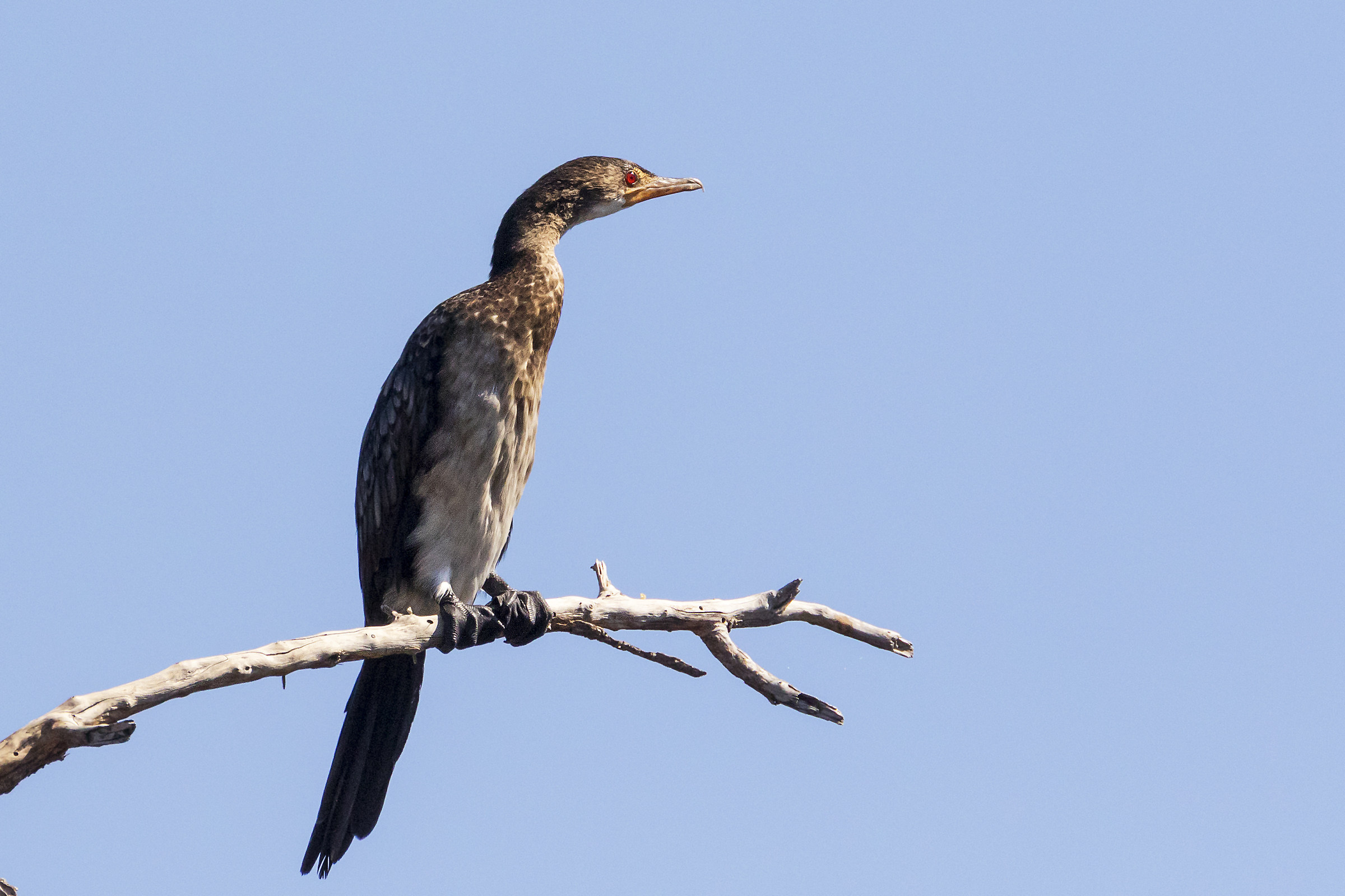 Reed Cormorant