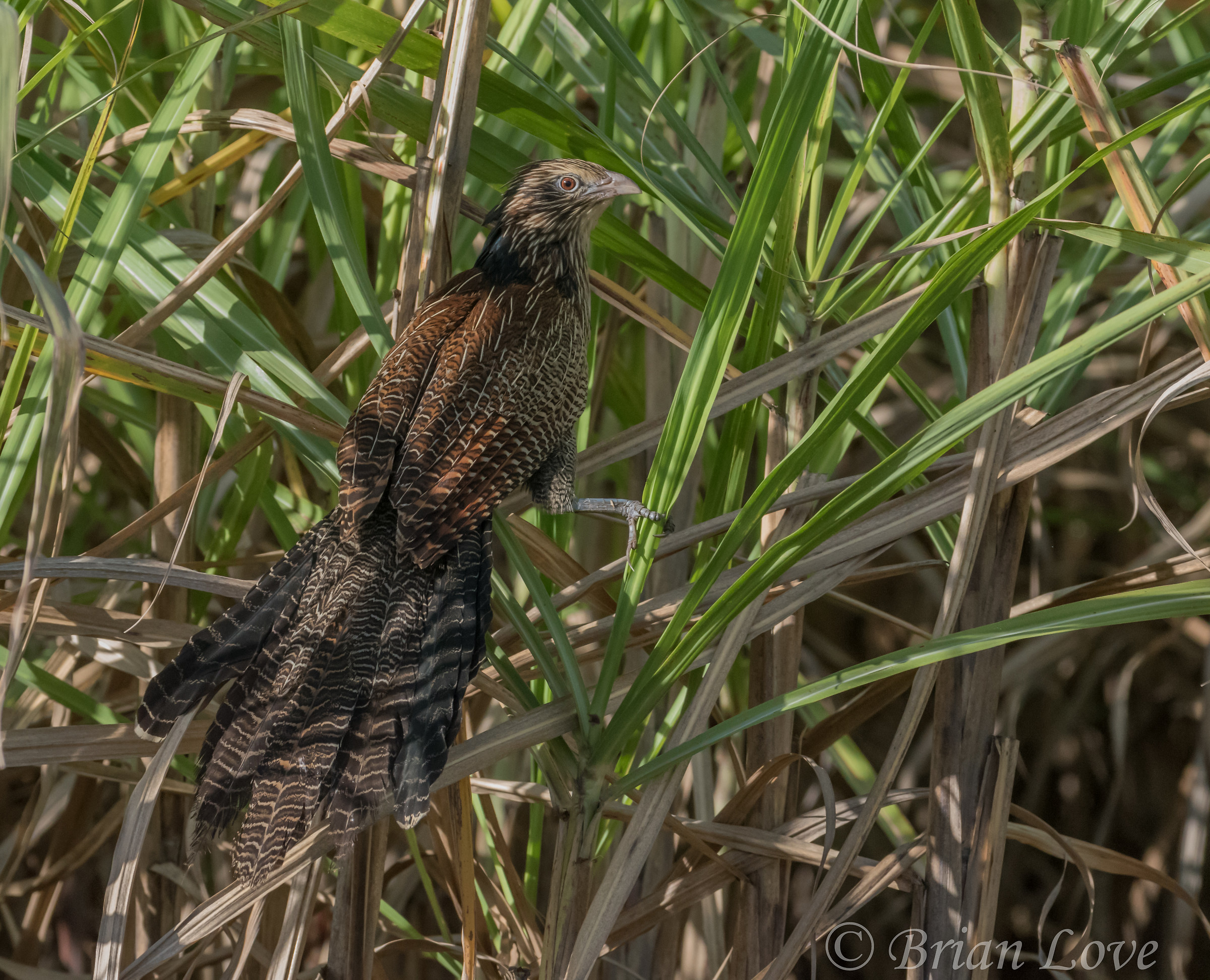 Pheasant Coucal - Centropus phasianinus