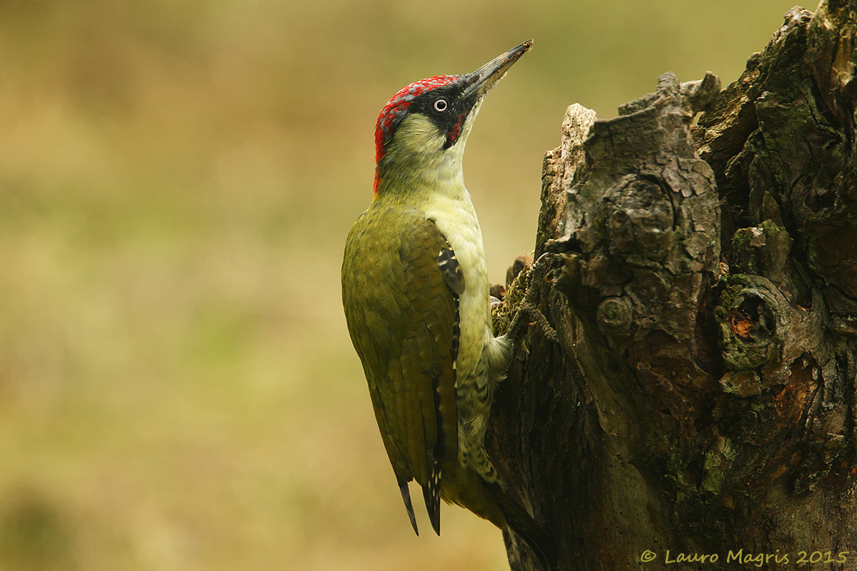 Green woodpecker