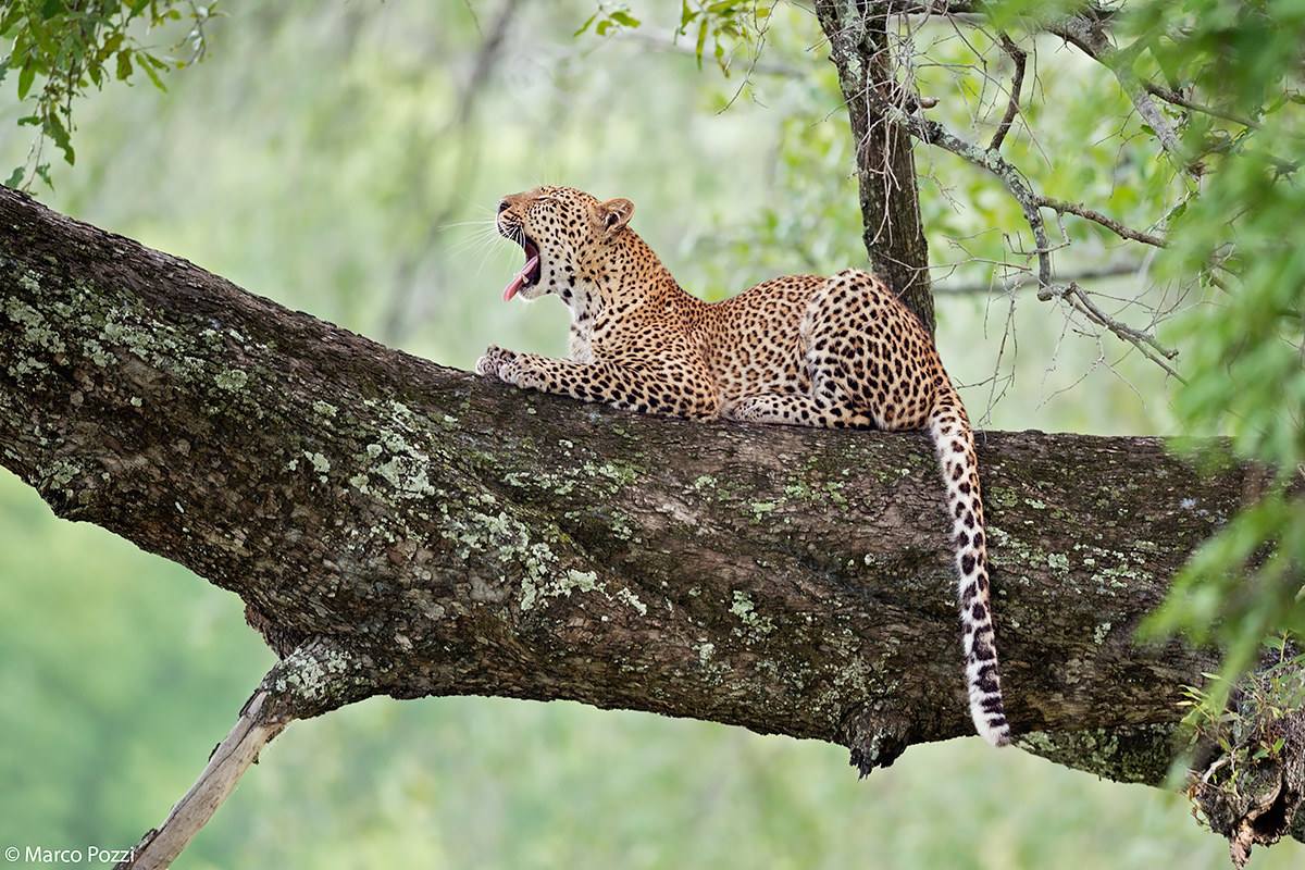 Wild, young and free