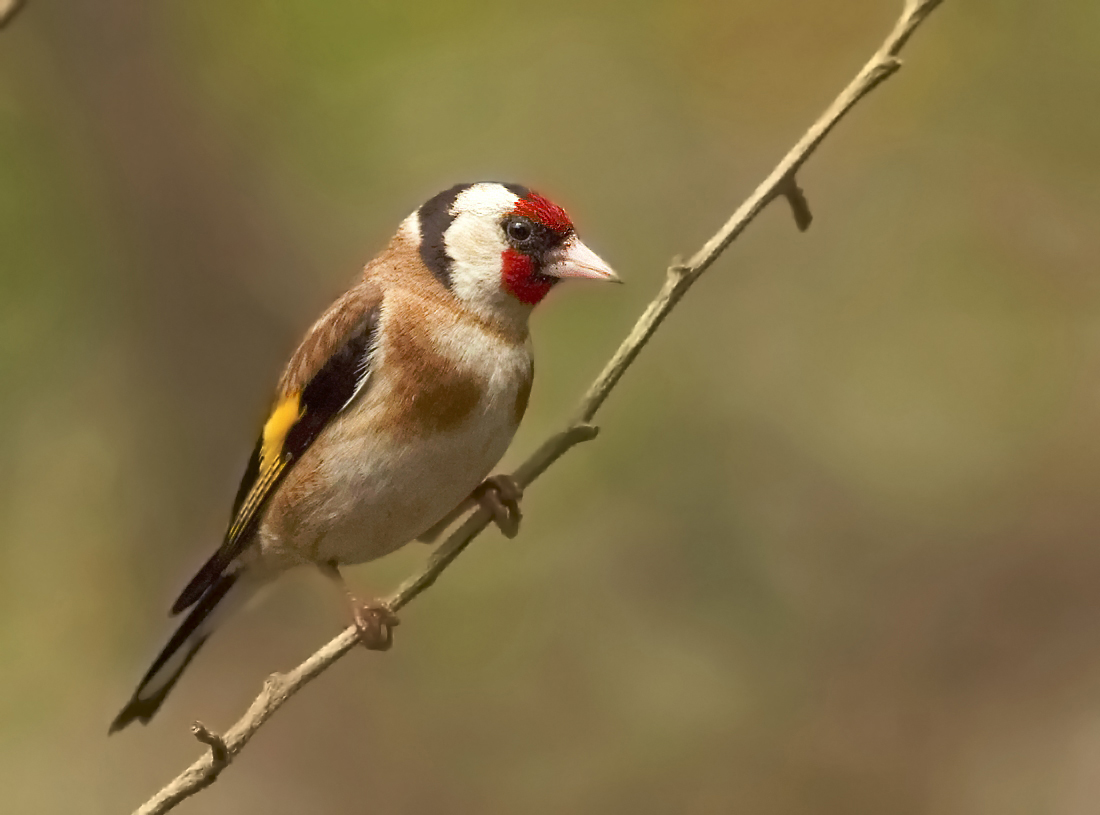 Goldfinch