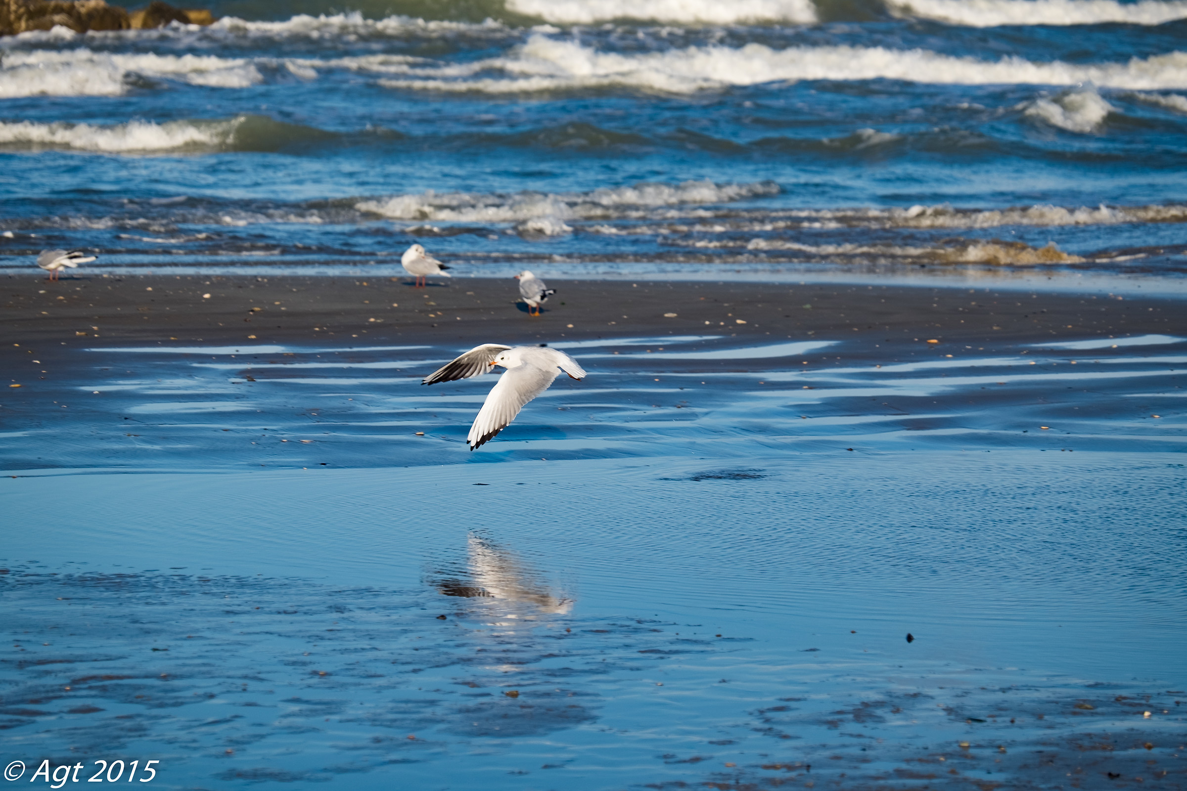 Gabbiano in ricognizione