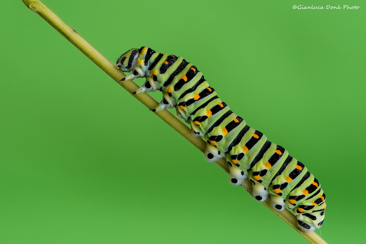 Papilio machaon Linnaeus, 1758