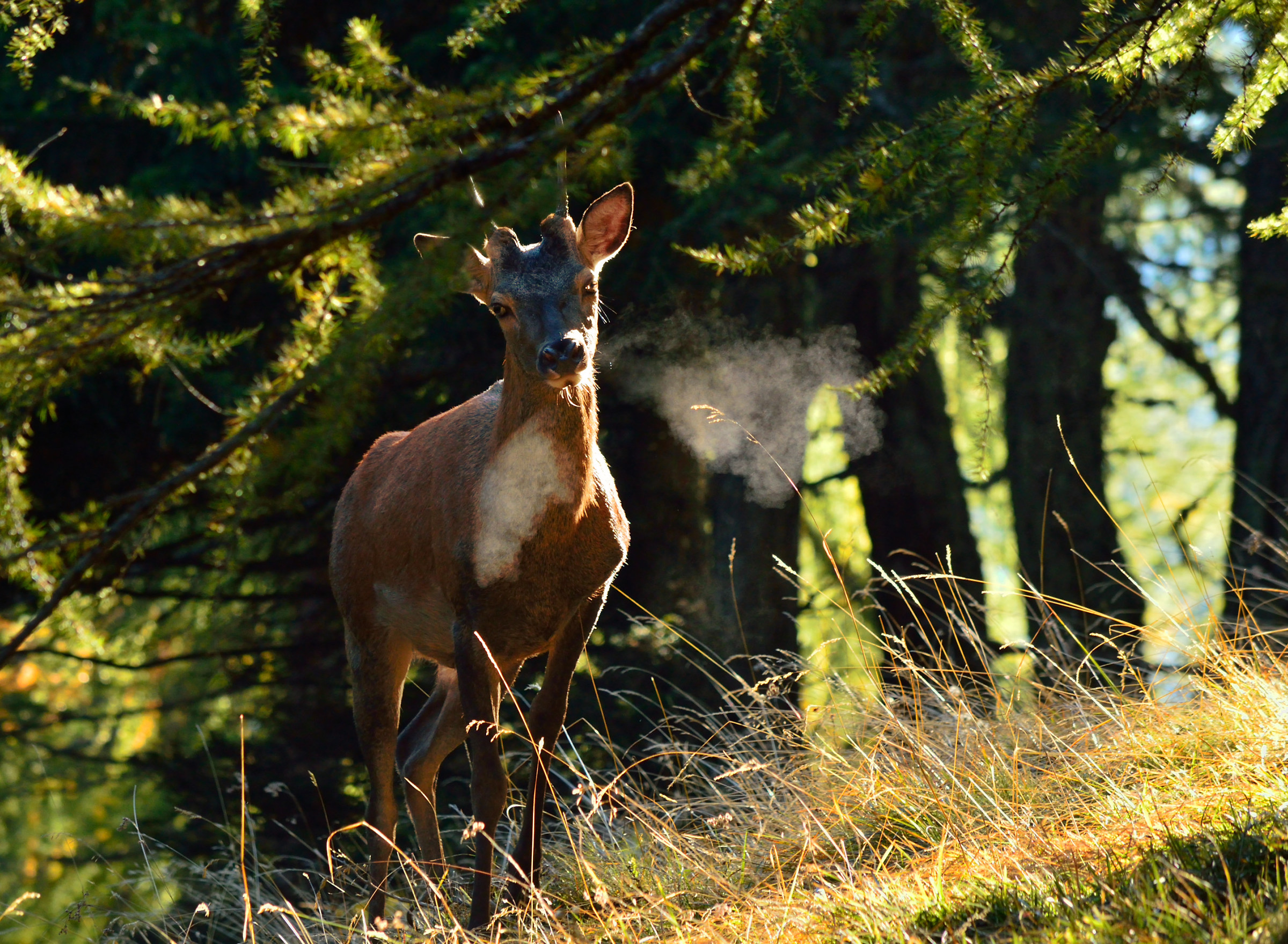 giovane cervo al tramonto