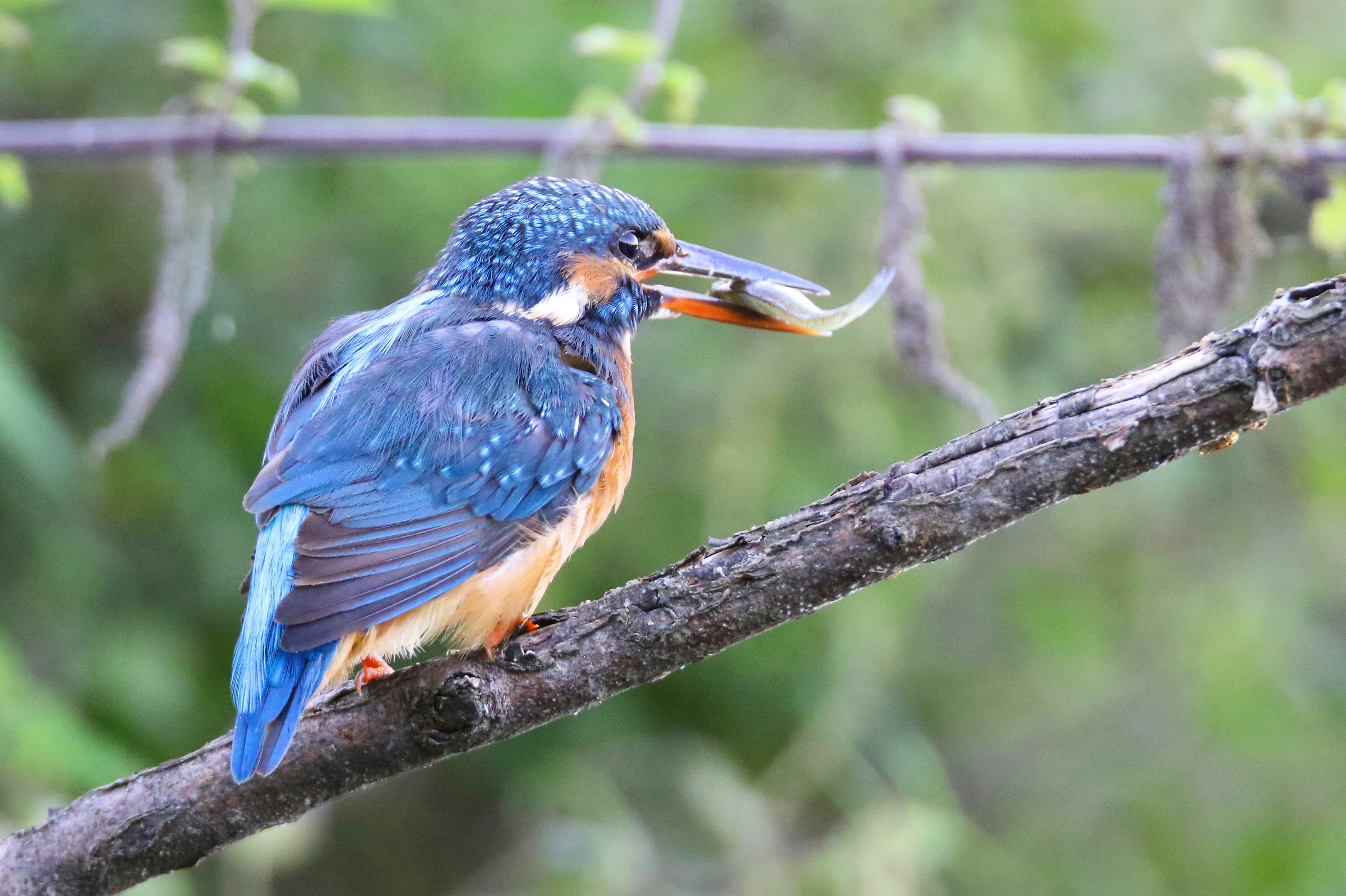 Kingfisher