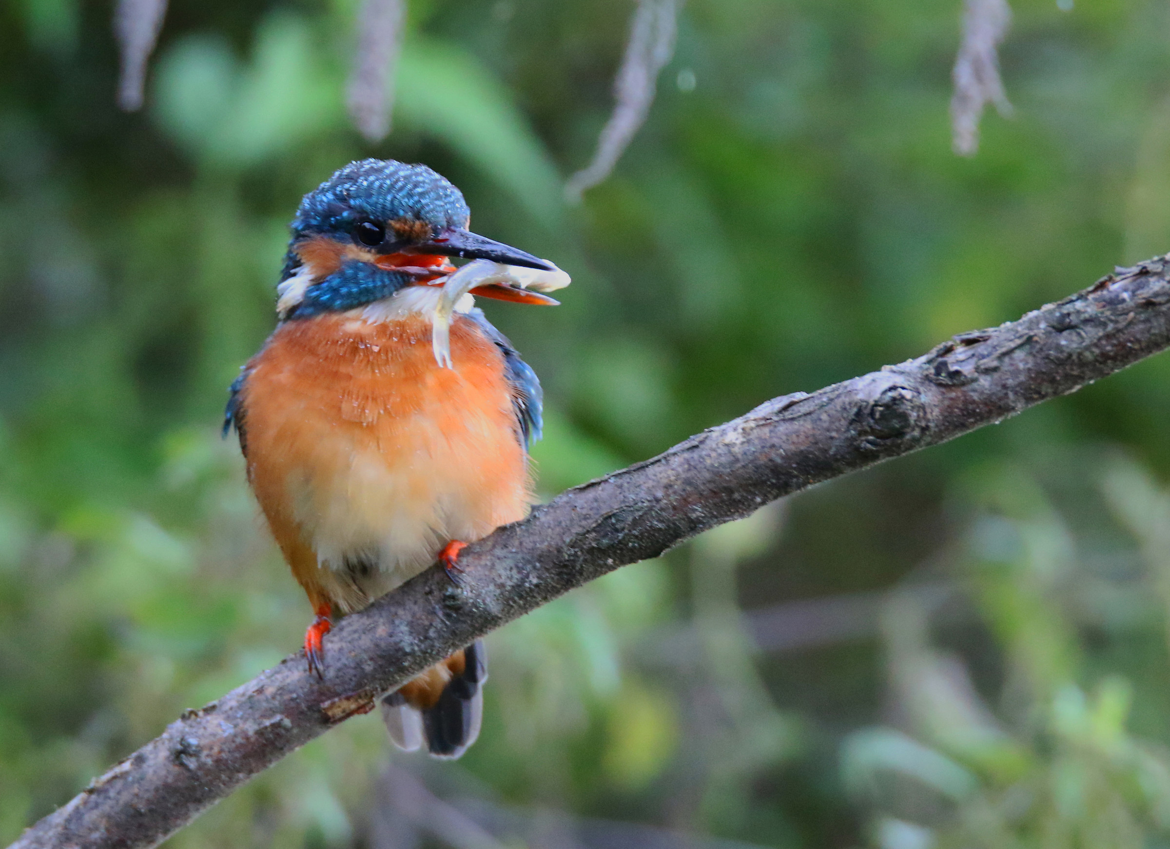 Kingfisher
