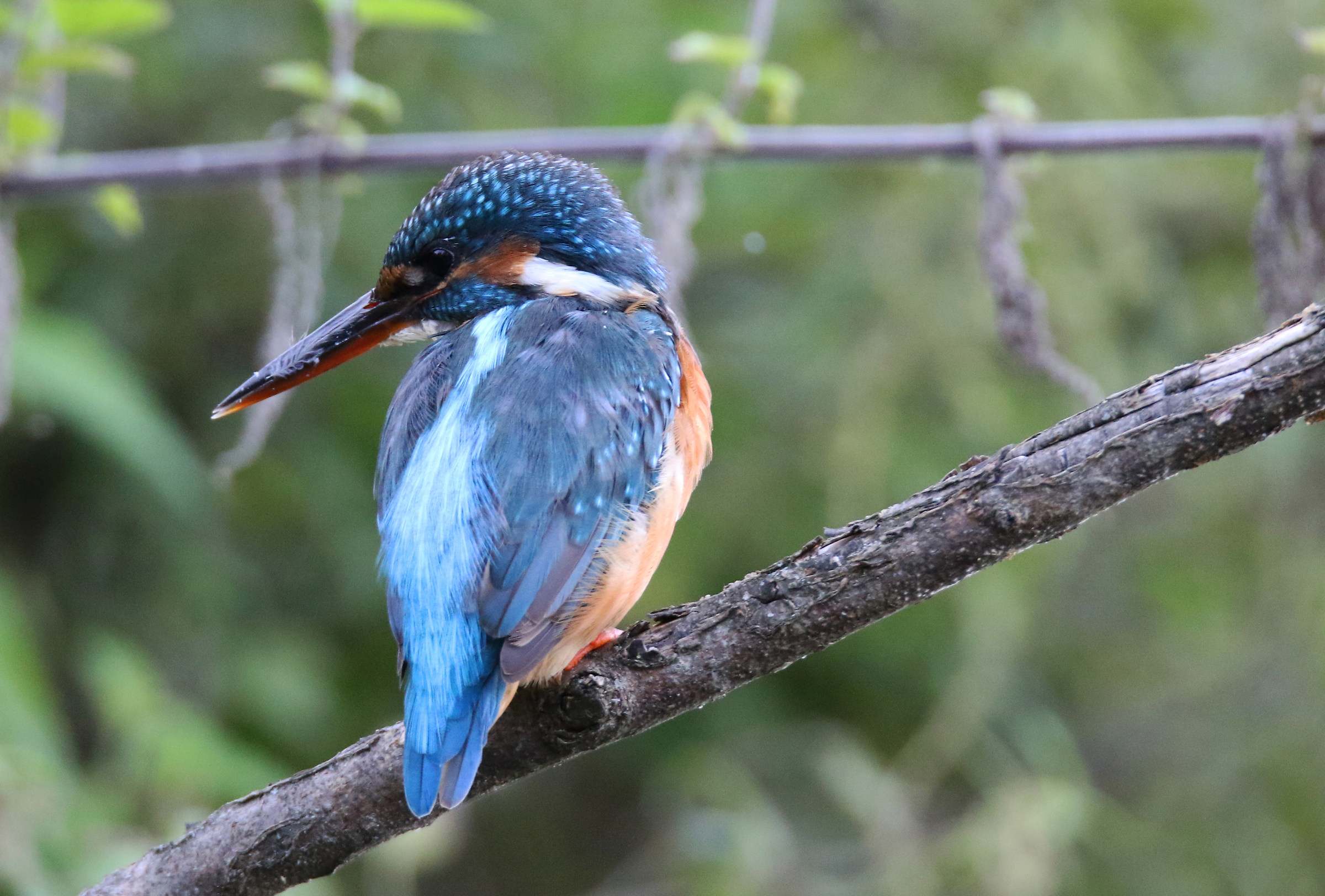 Kingfisher