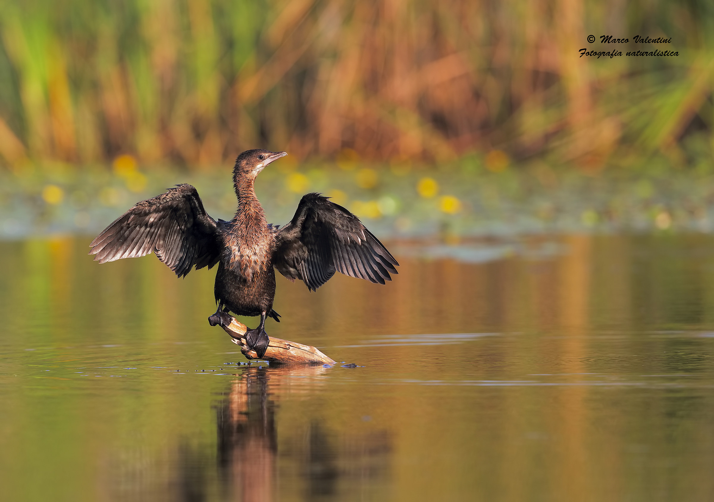 The dawn of maranghino