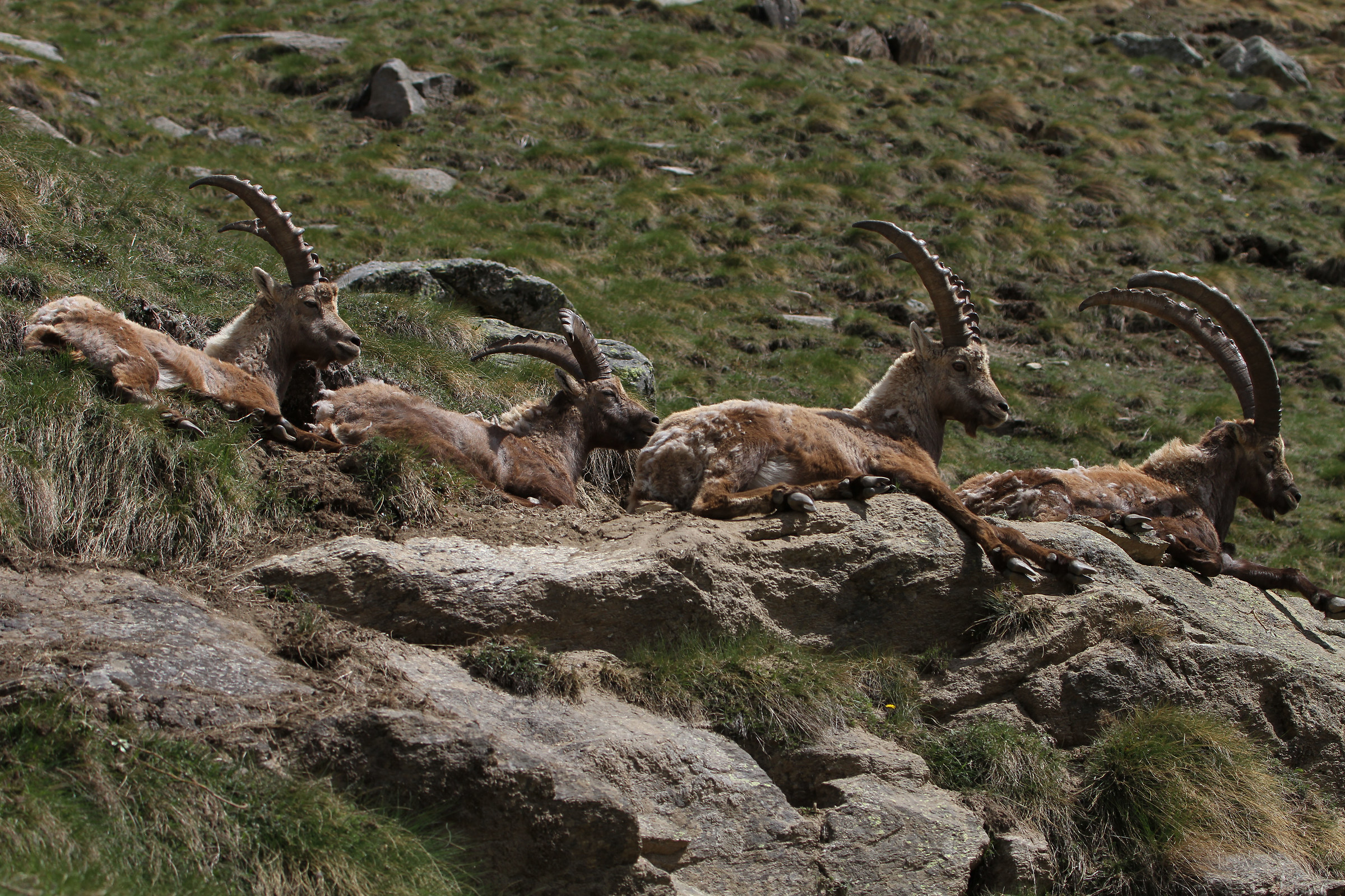 Ibex