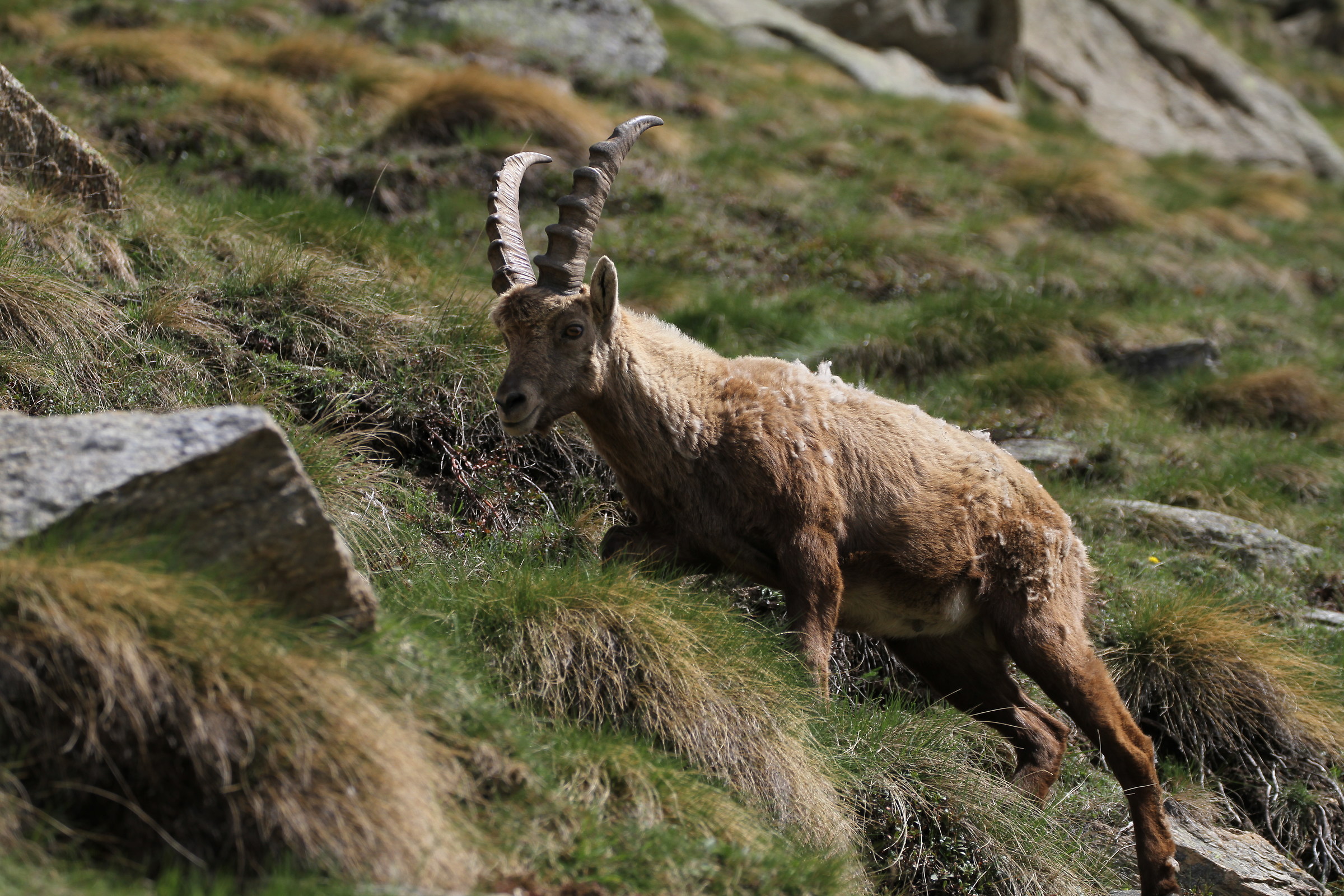Ibex