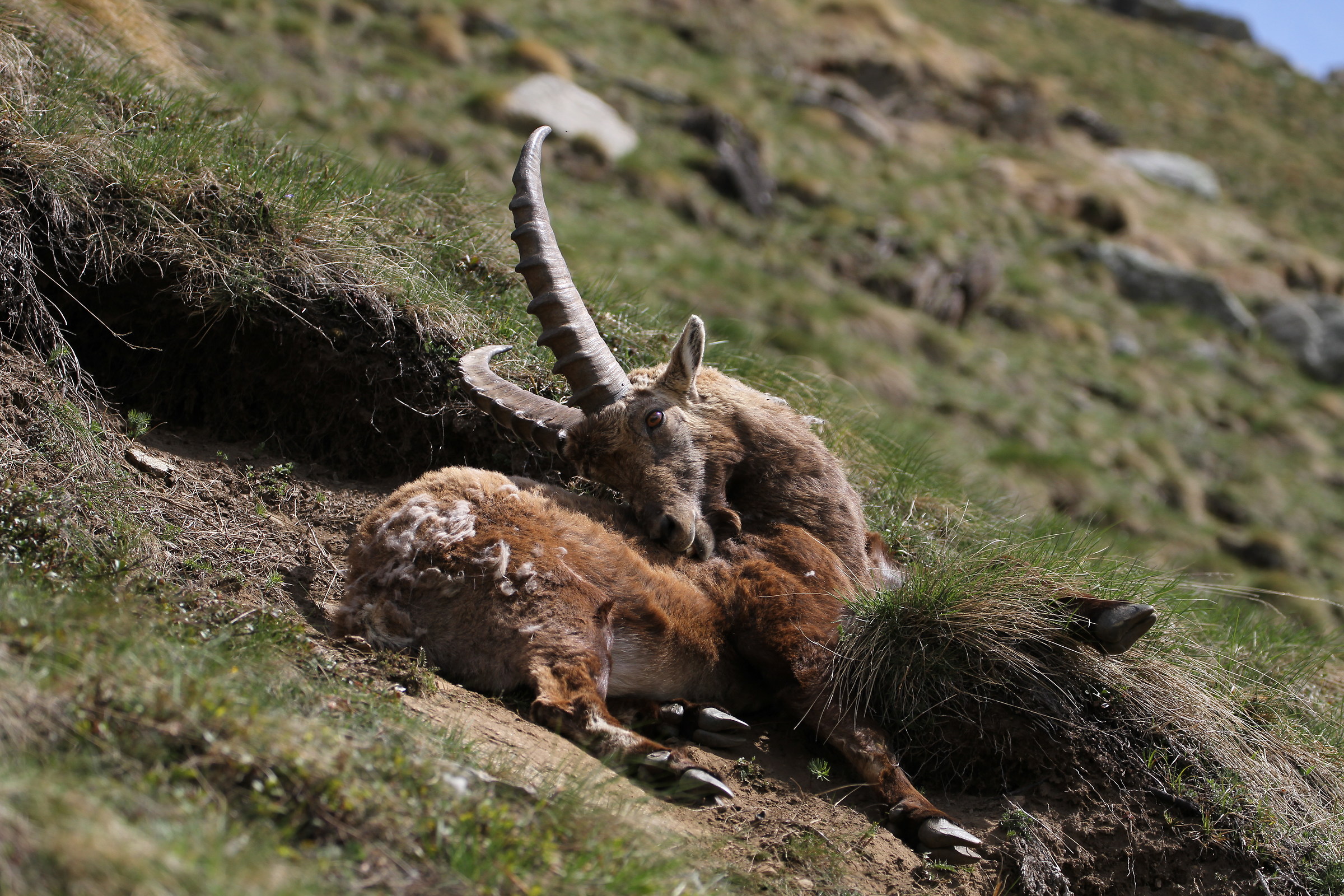 Ibex