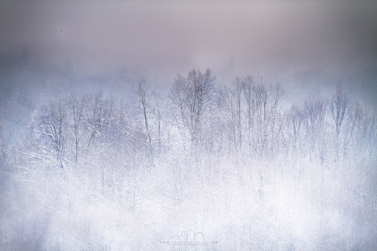 The guardians of the forest