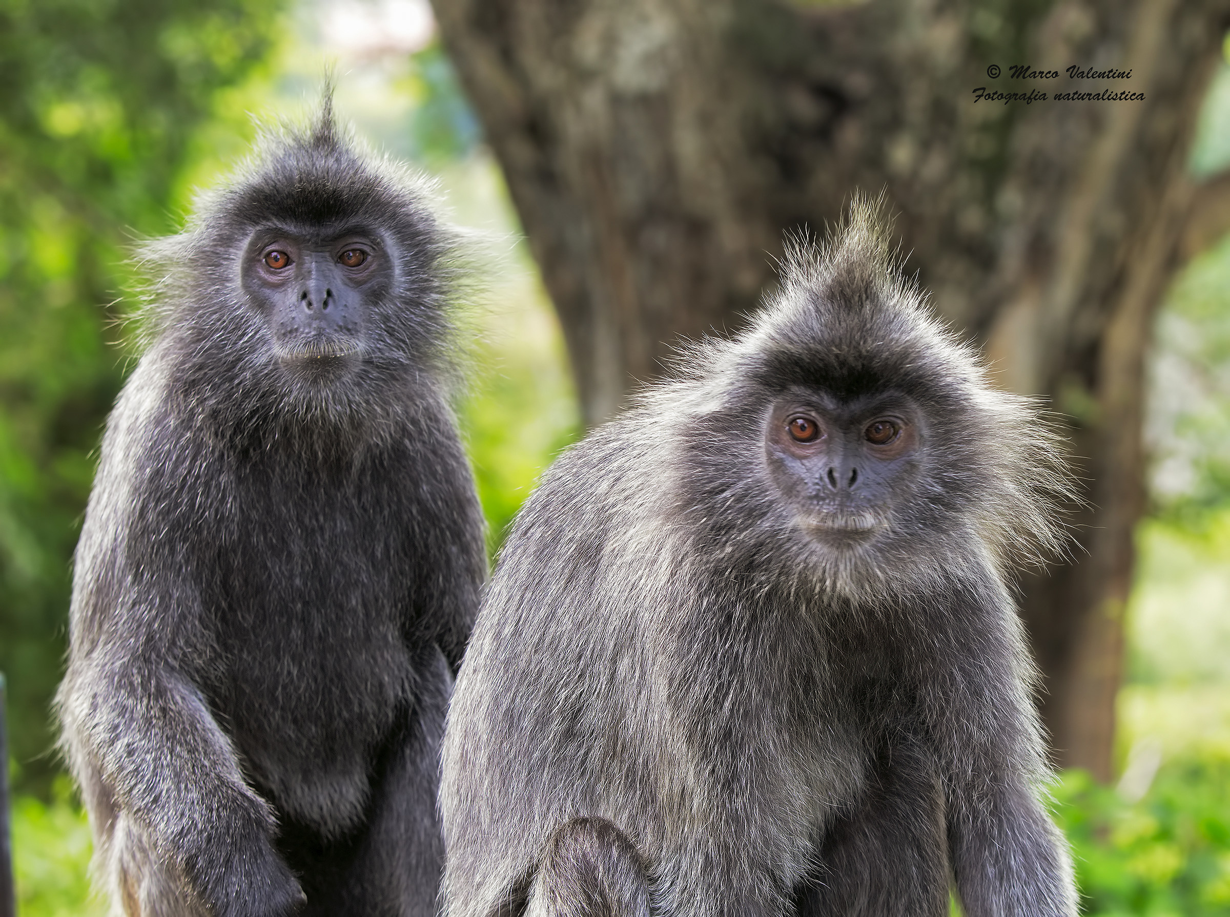 The company's forelock