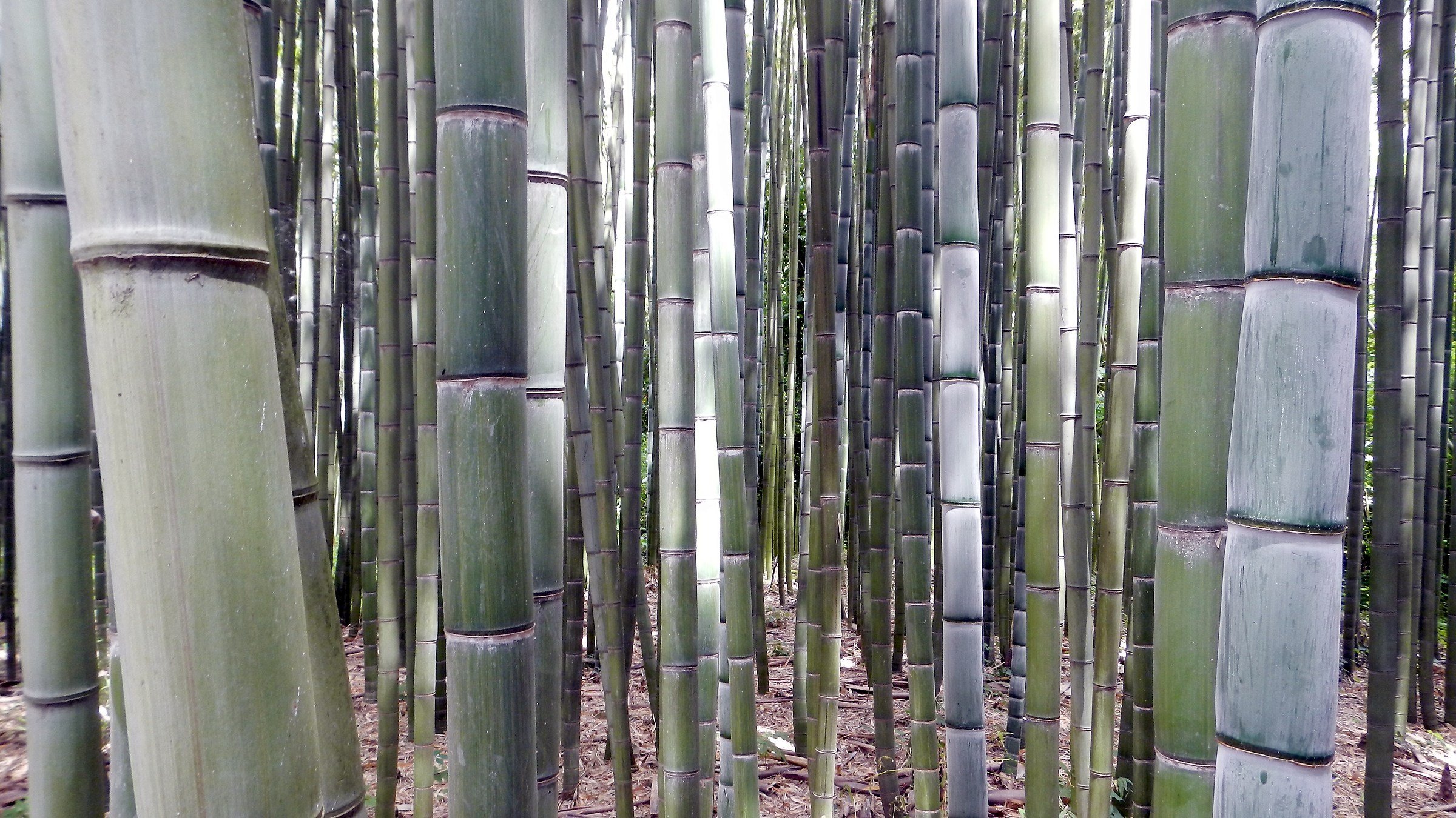 Oasis of Ninfa 3 (lt)