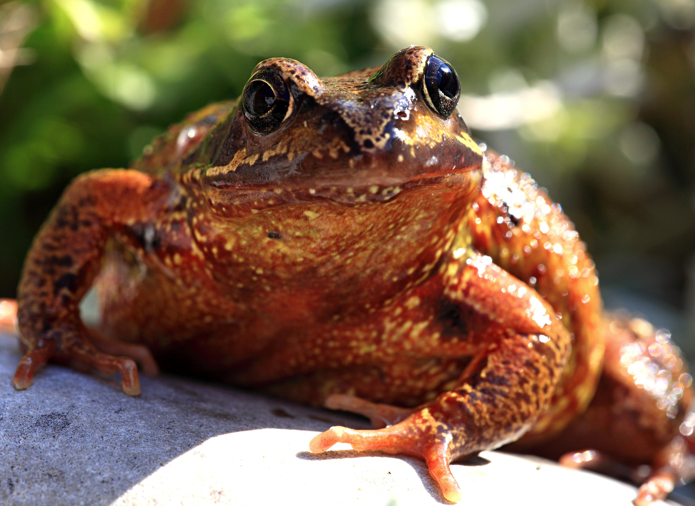 Grasso Rana (Rana temporaria)