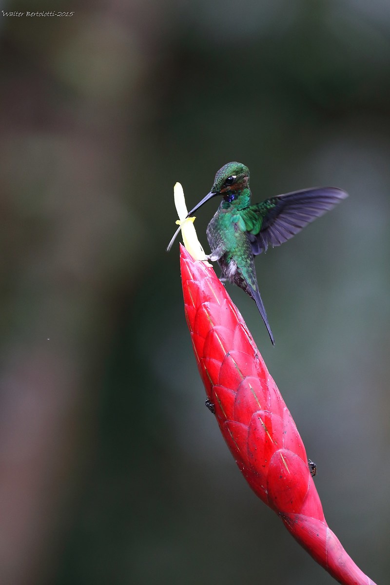 green-crowned brilliant (Heliodoxa jacula)