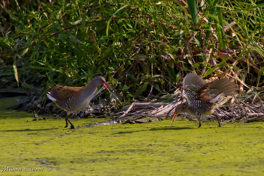 Water rails: The Comparison