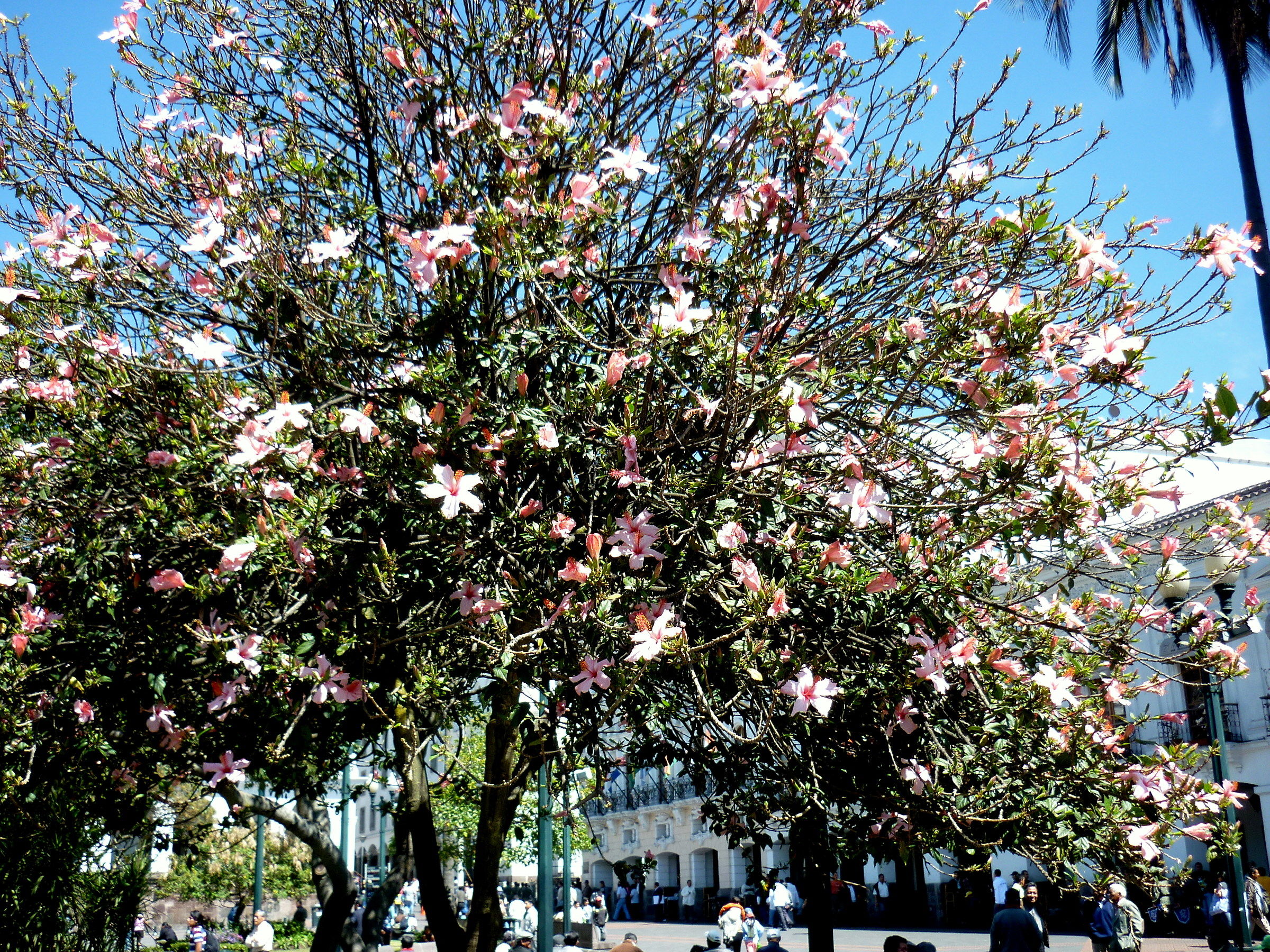 A huge tree hibiscus