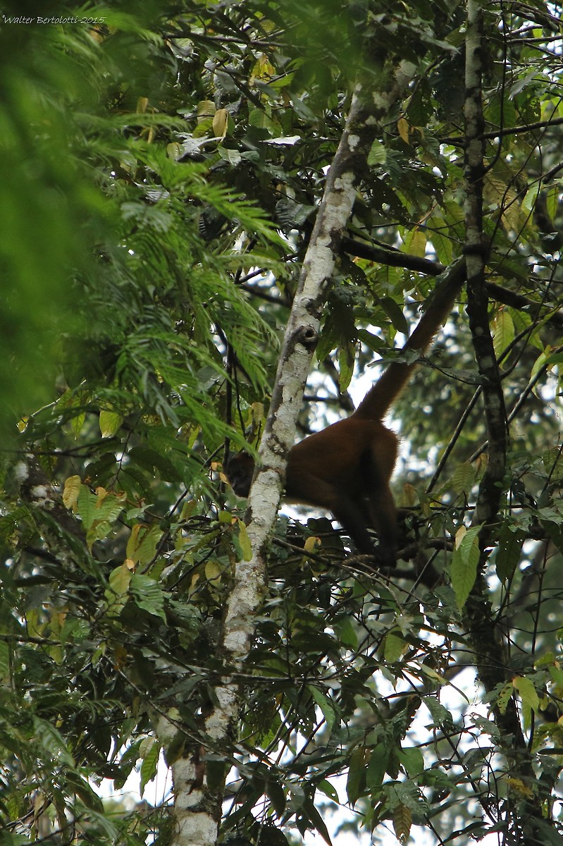 spider monkey (Ateles geoffroyi)