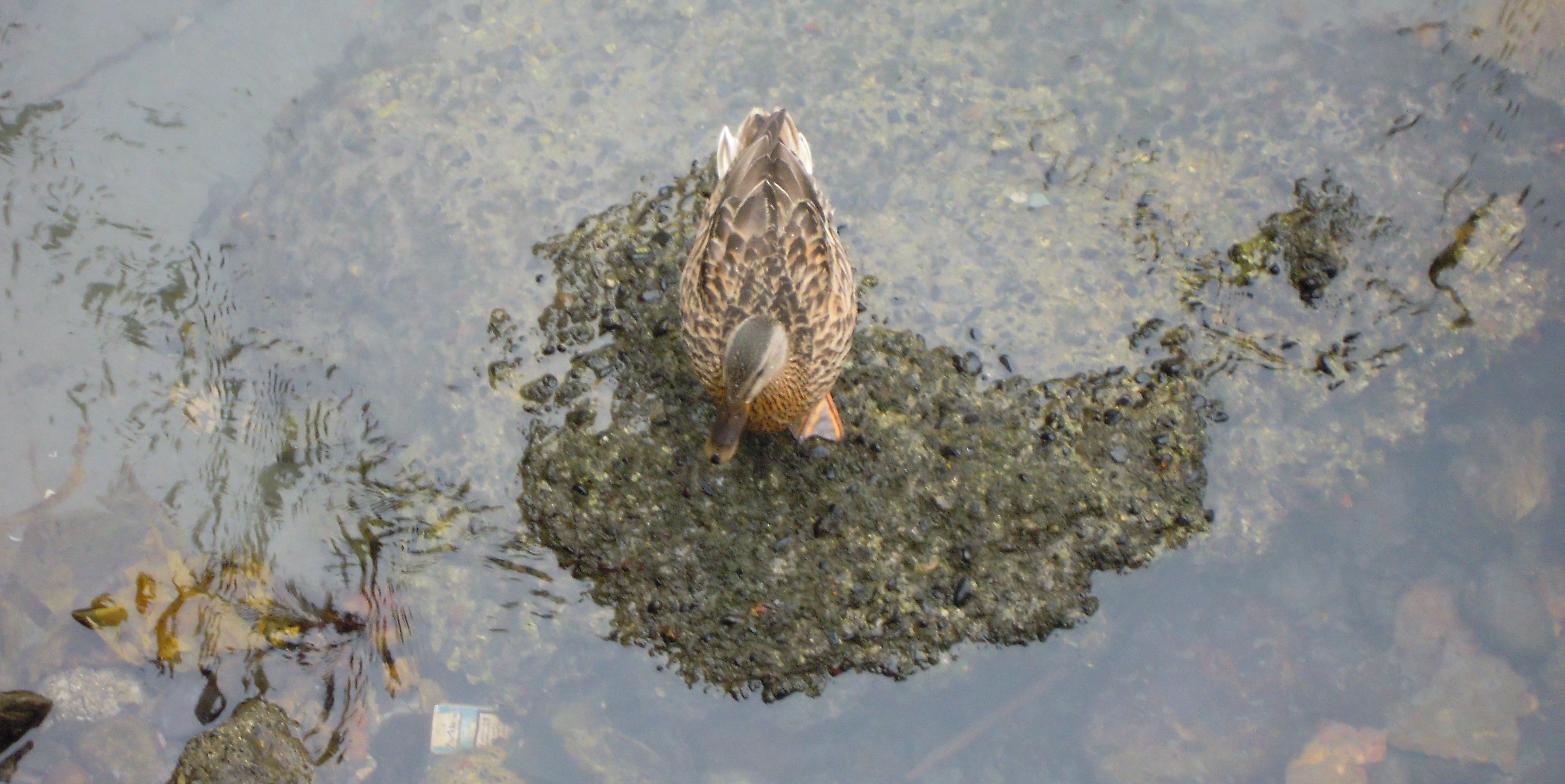 The water is low and the duck does not float!