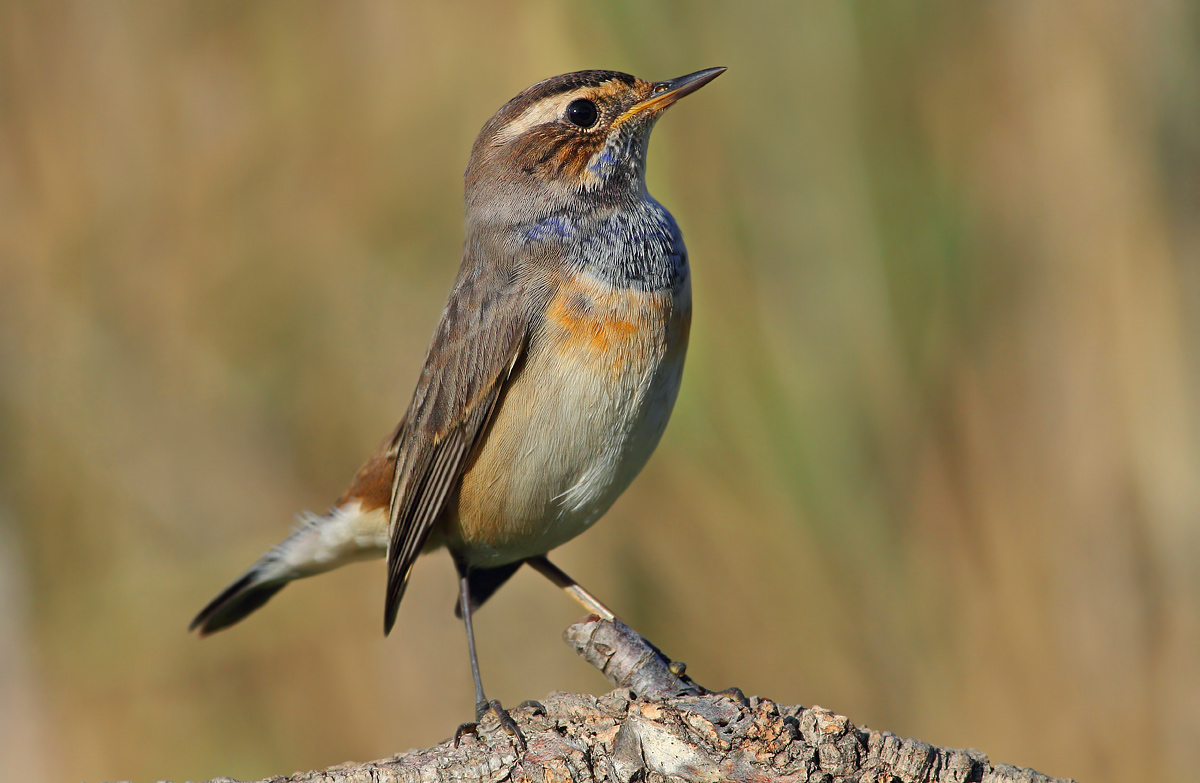 Bluethroat strutting