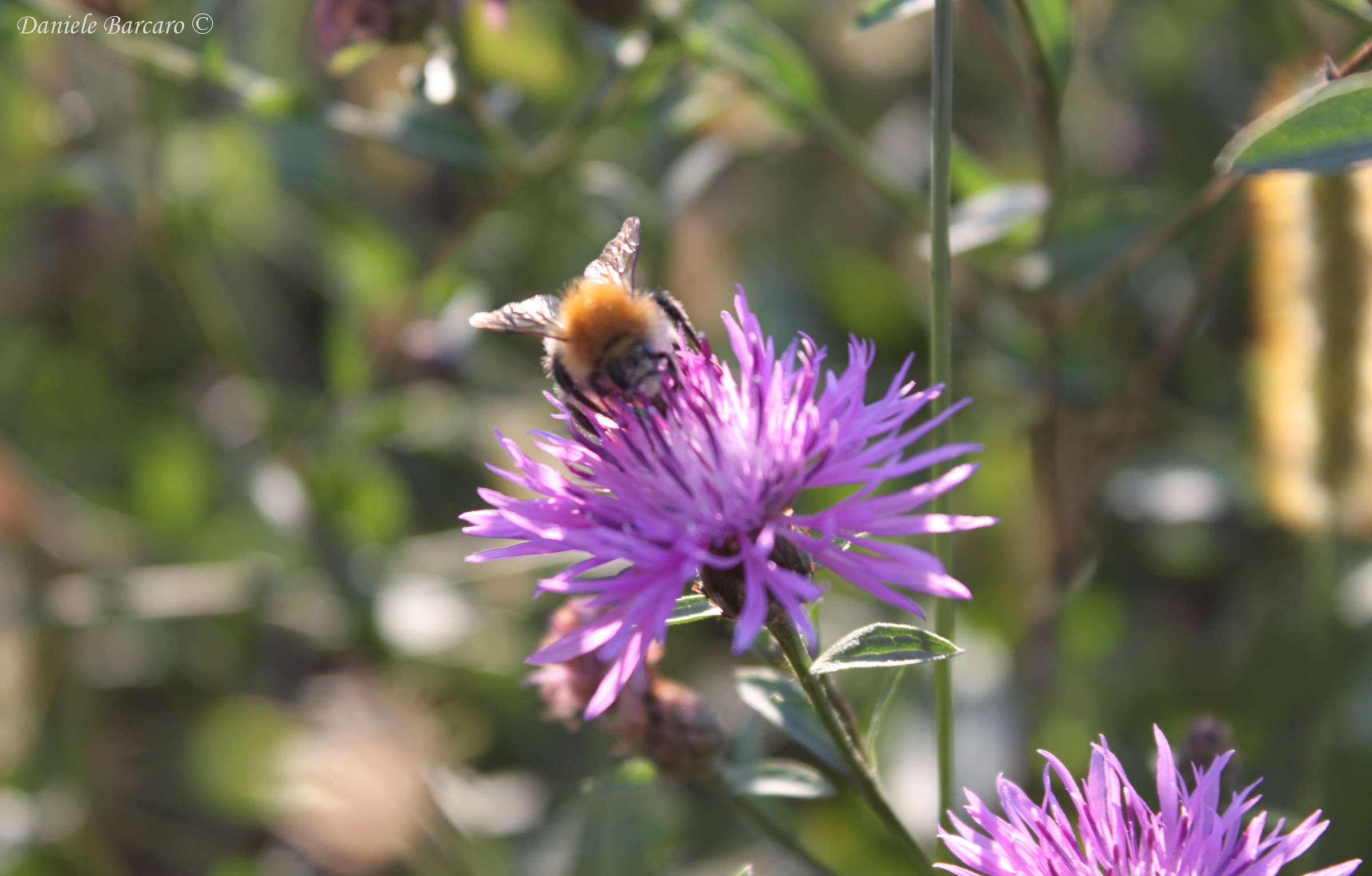 Bumblebee on Flower