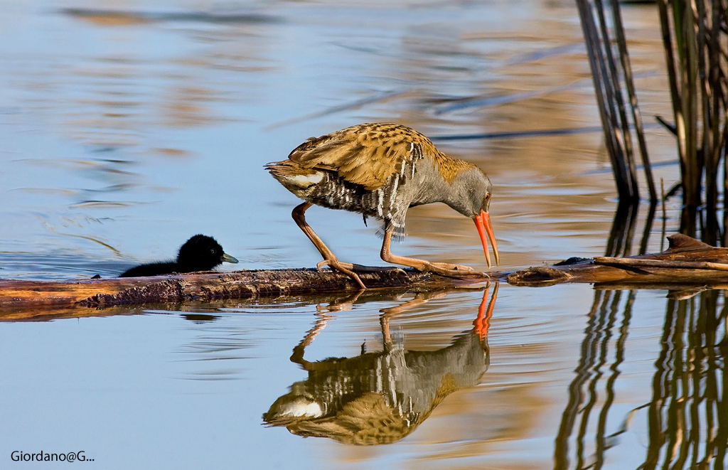 Dai...che facciamo tardi