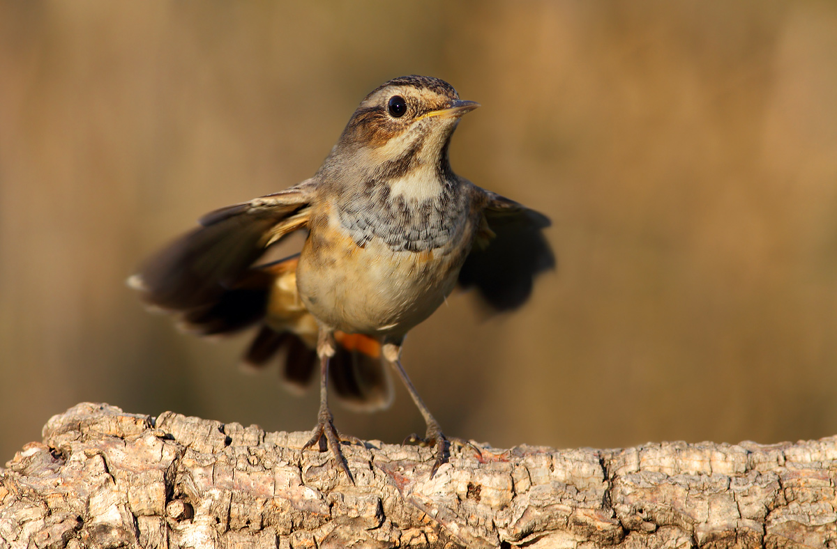 Young Bluethroat