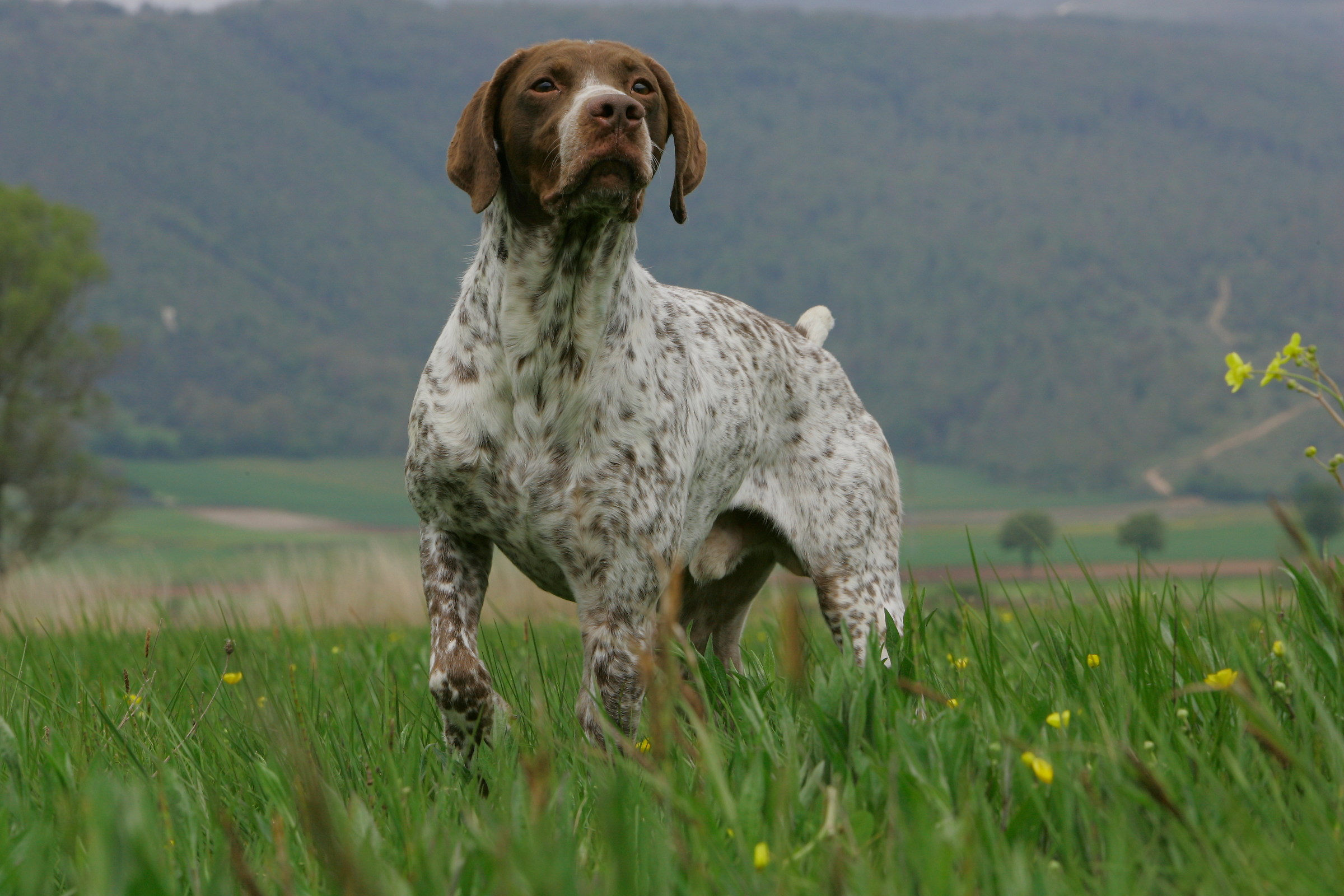 Bracco French Pyrenees kind in firm