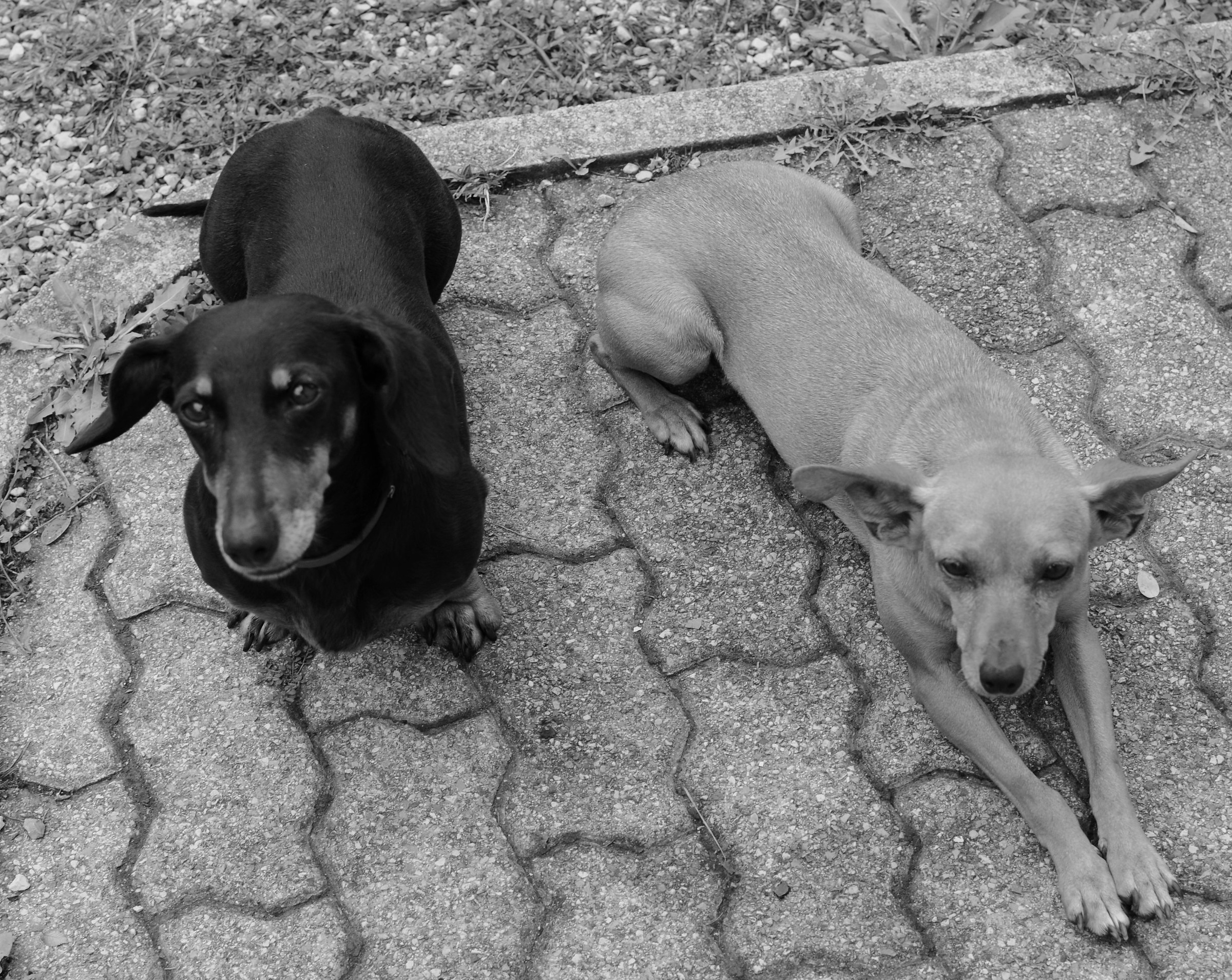 le mie prime modelle