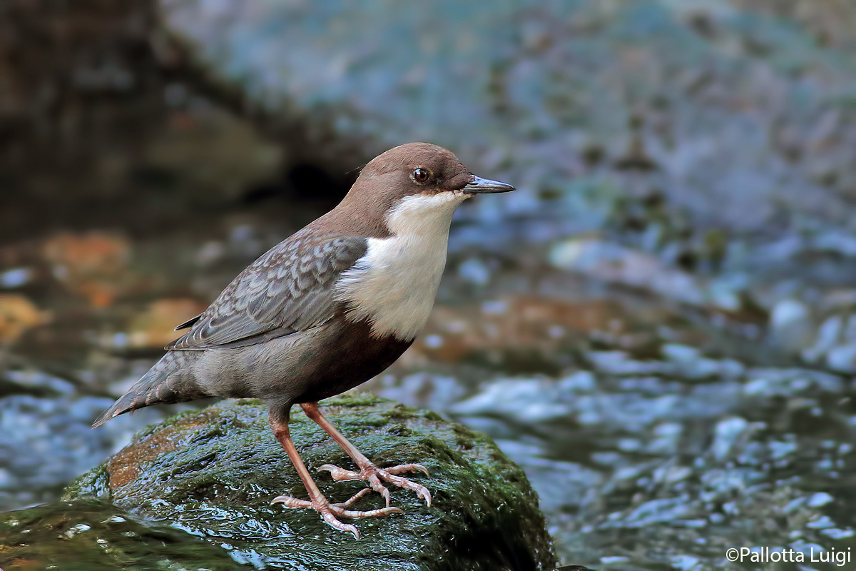Dipper (Cinclus cinclus)